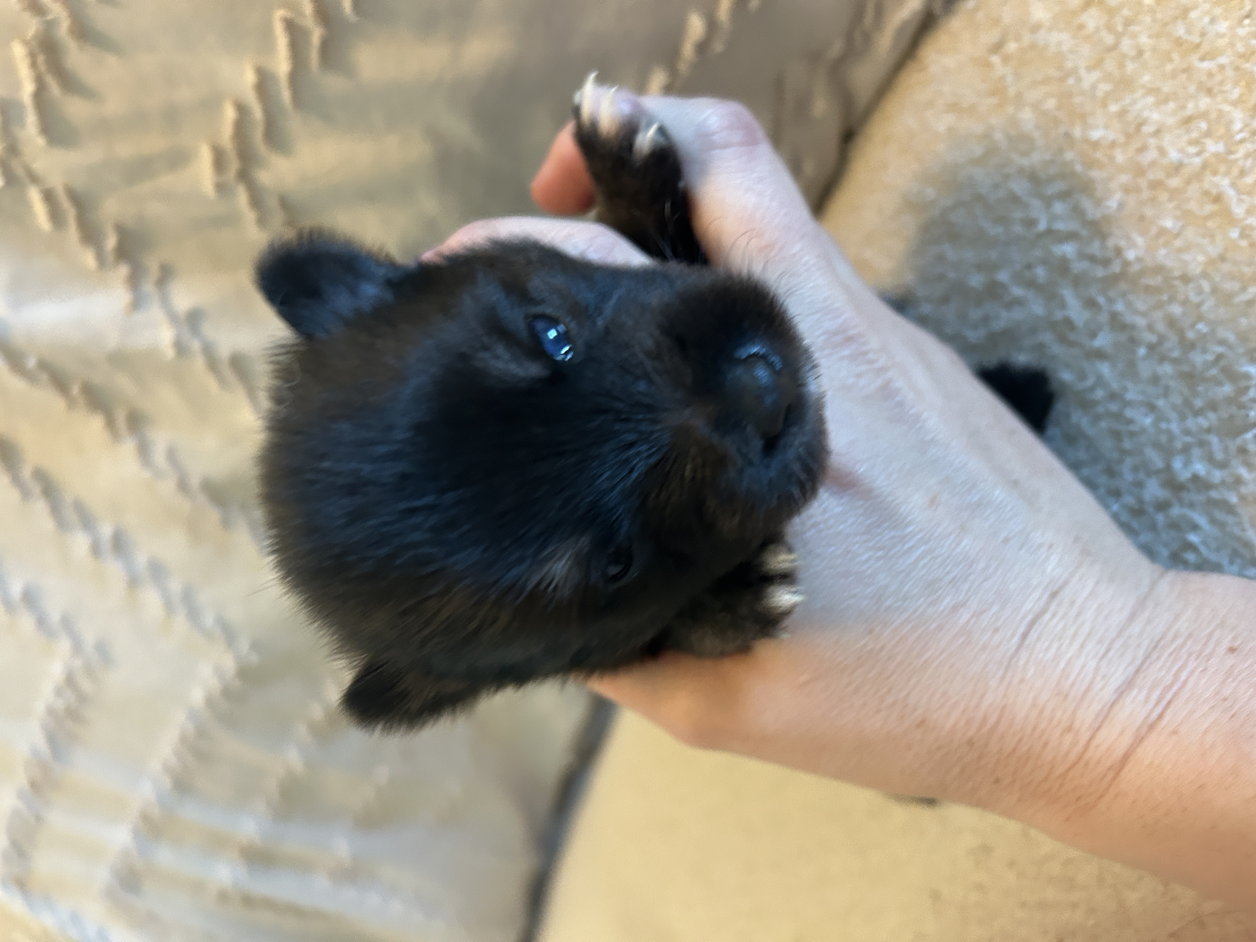Oreo the Pomsky puppy portrait showing his striking dark coat