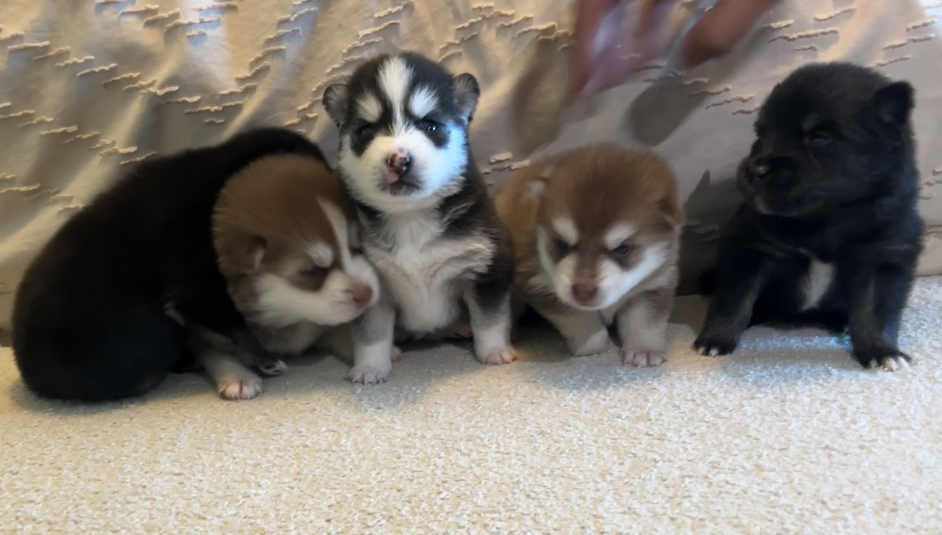 Pomsky Hills — our family with the litter