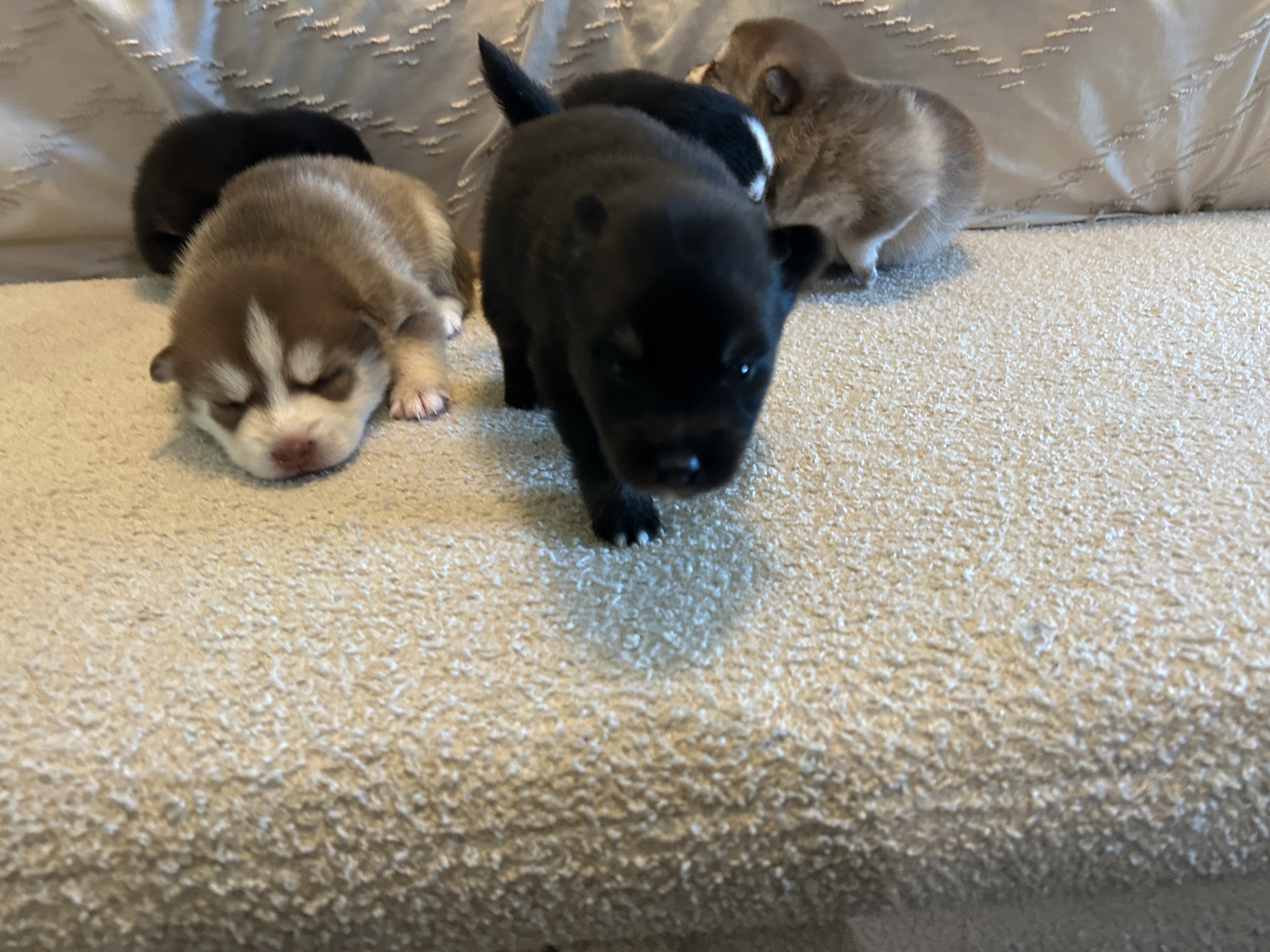 Fang being held and socialized with his family