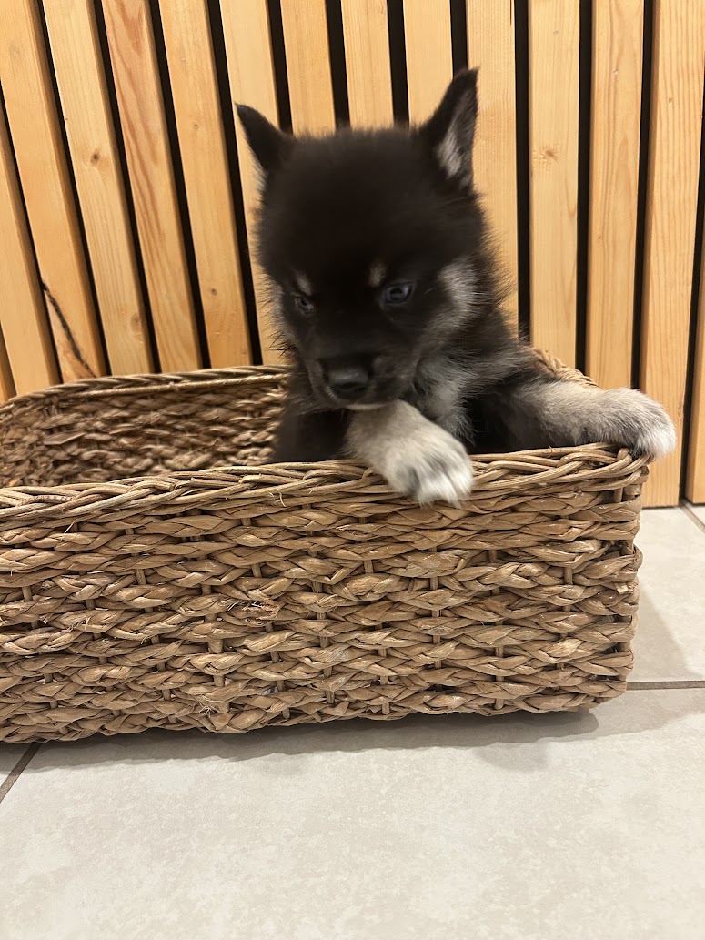 Fang the Pomsky puppy, new photo