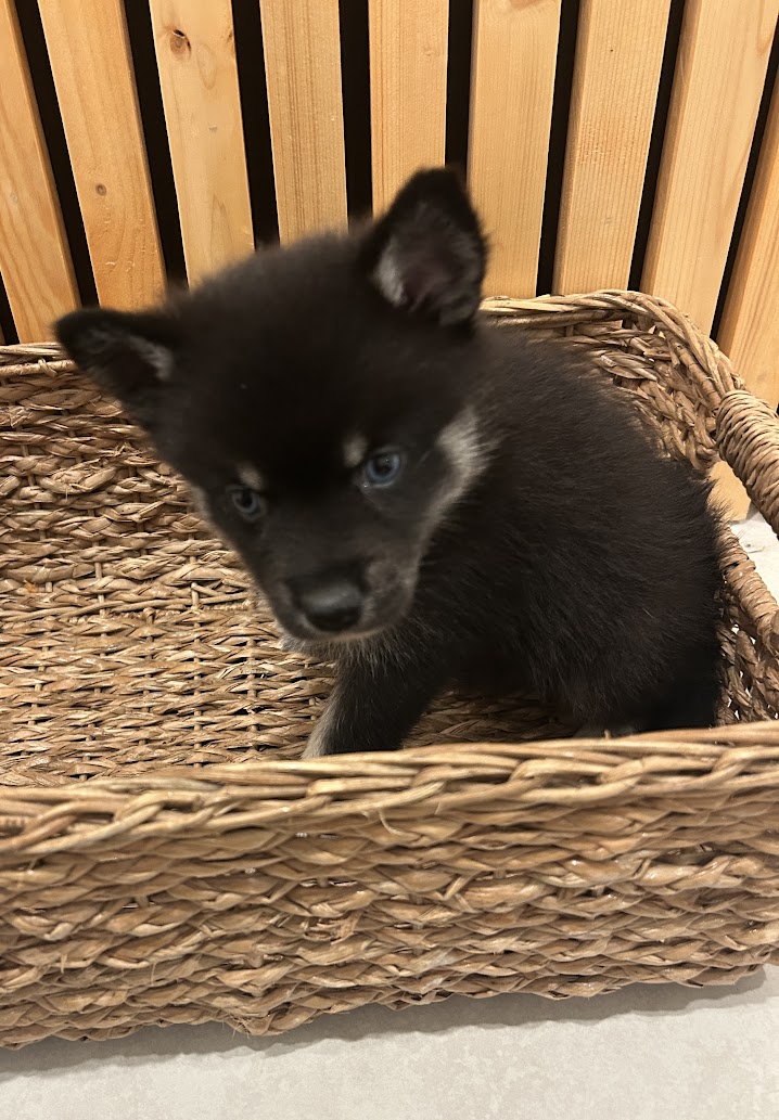 Fang — male F4 Pomsky puppy