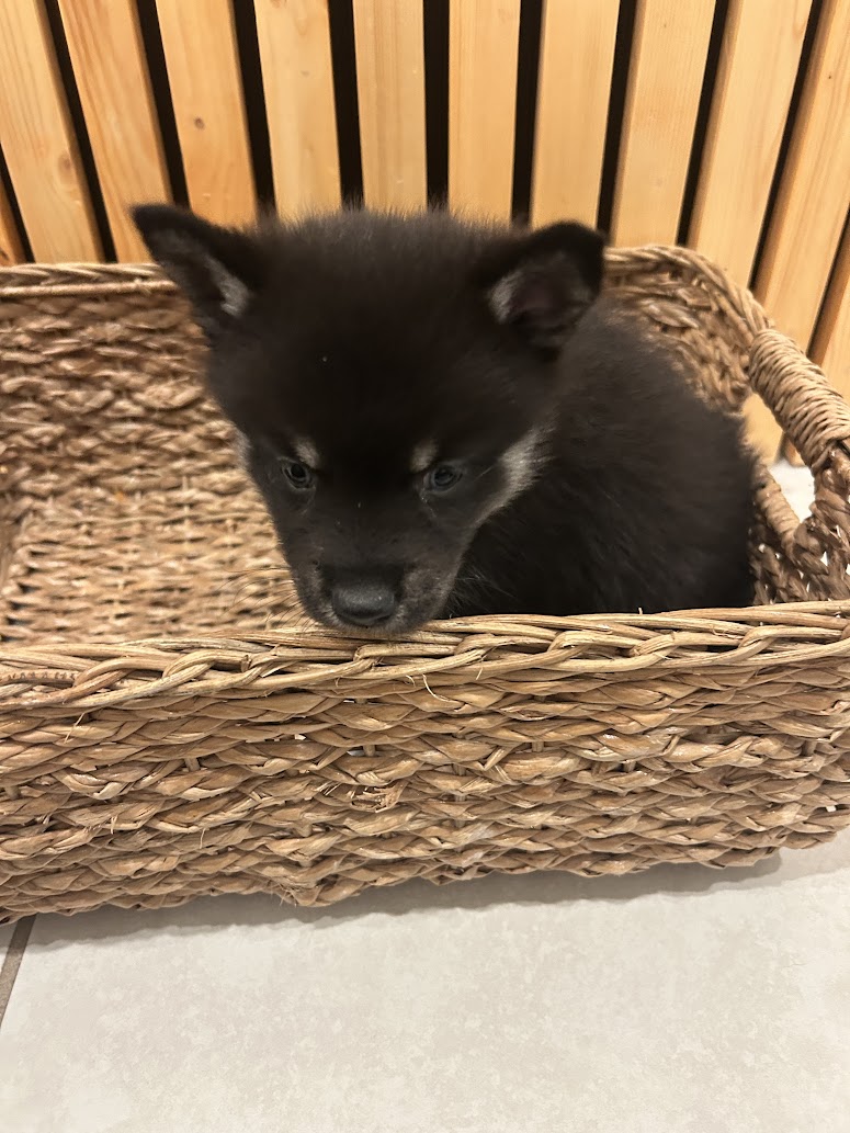 Fang the Pomsky puppy, new photo