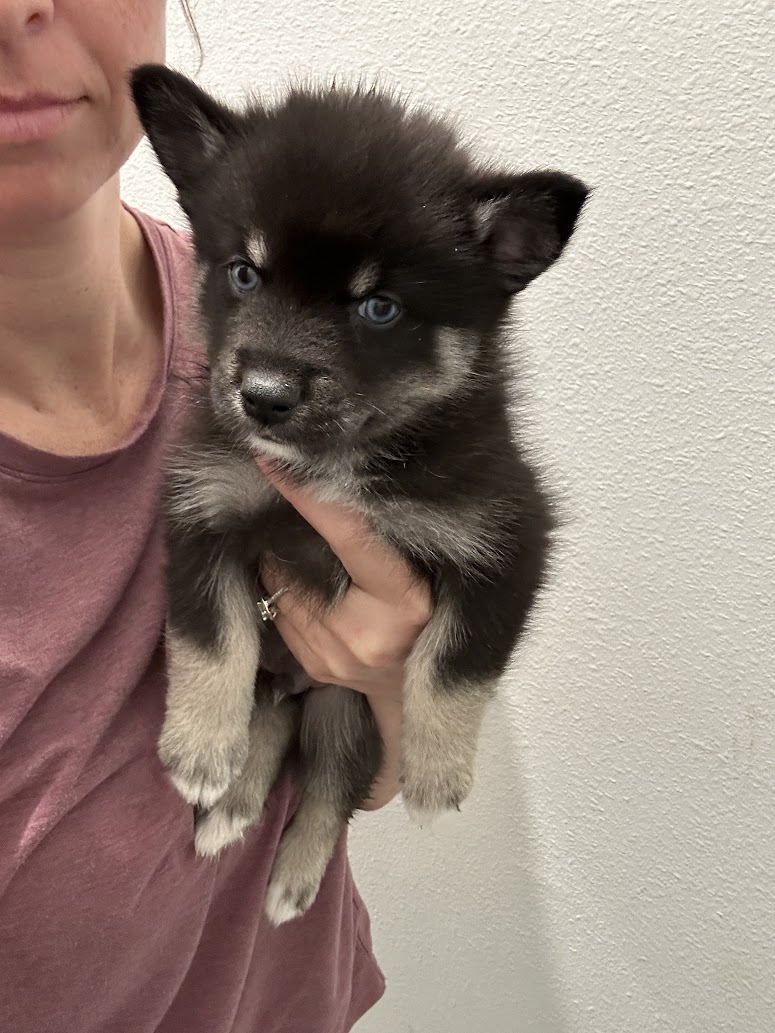 Fang the Pomsky puppy, new photo
