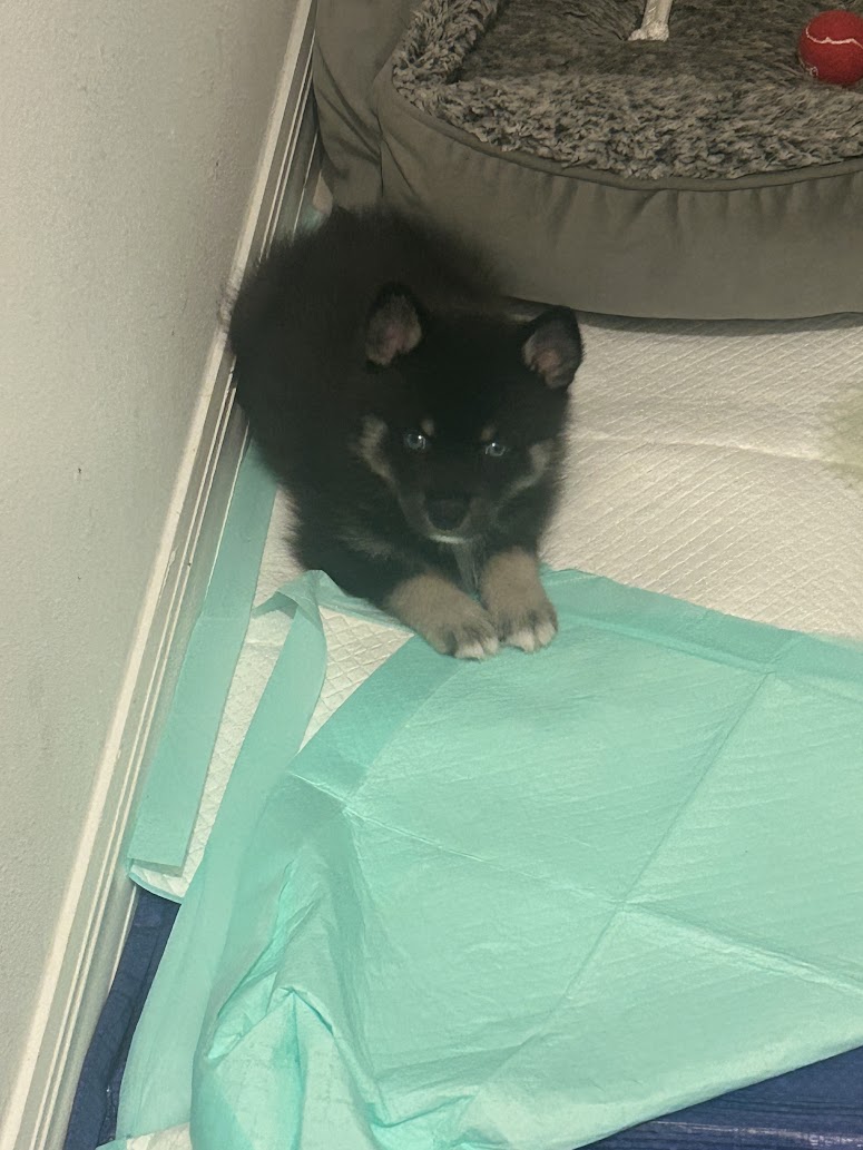 Fang the Pomsky puppy, new photo