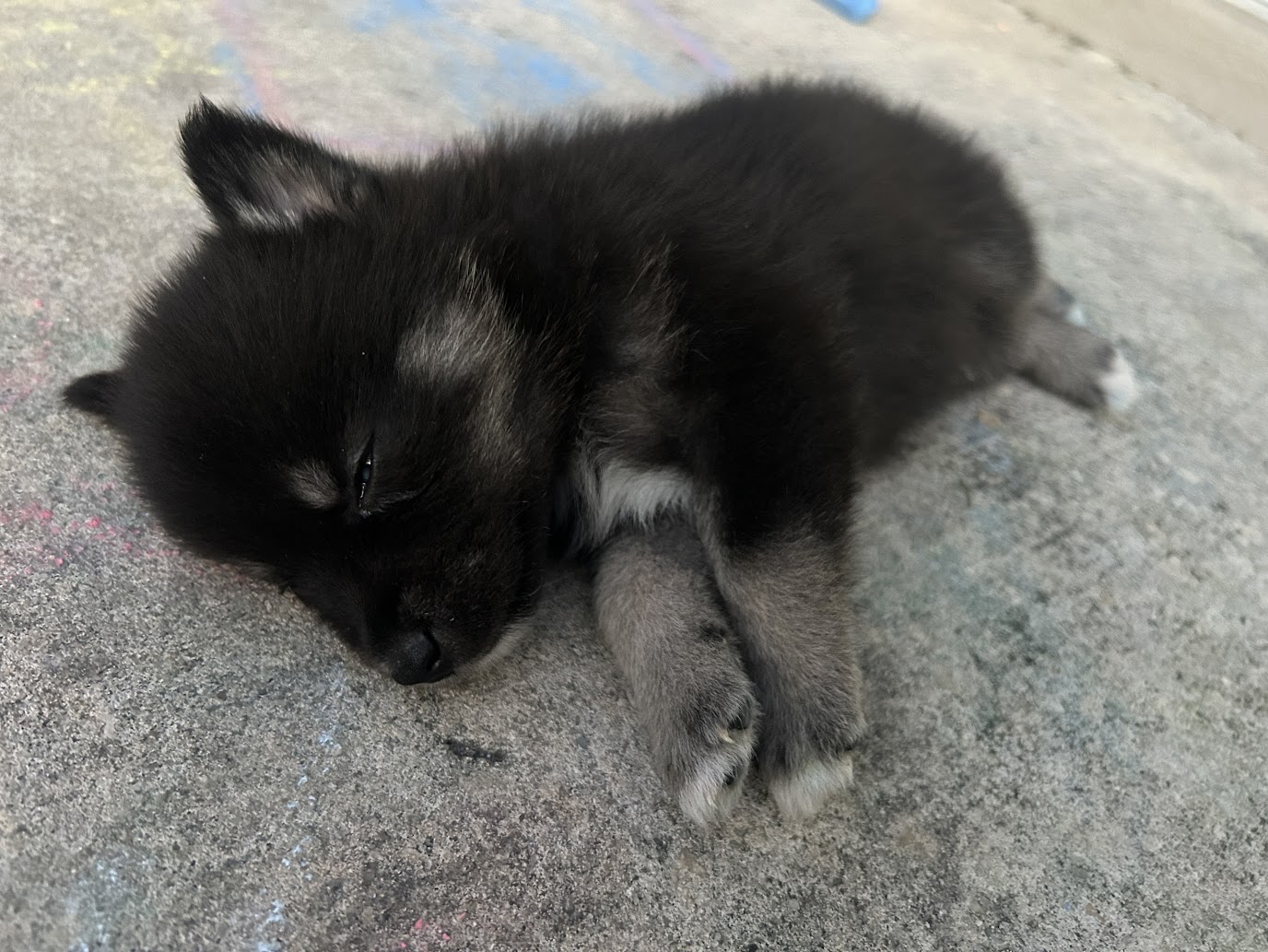 Fang the Pomsky puppy, new photo