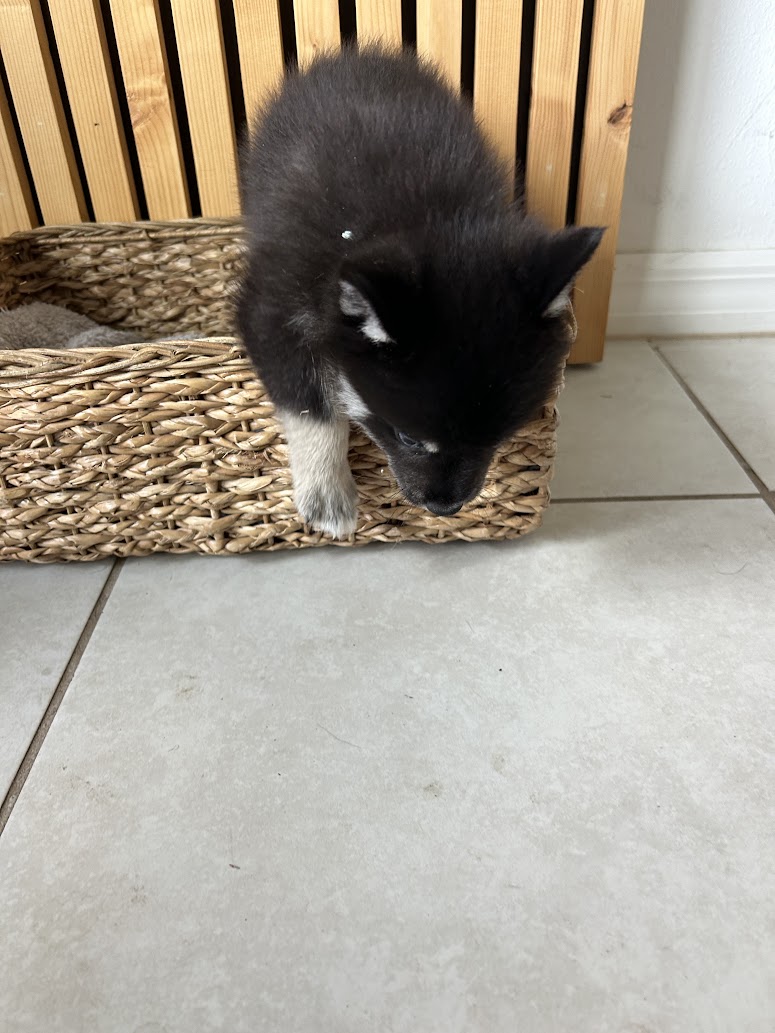 Fang the Pomsky puppy, new photo