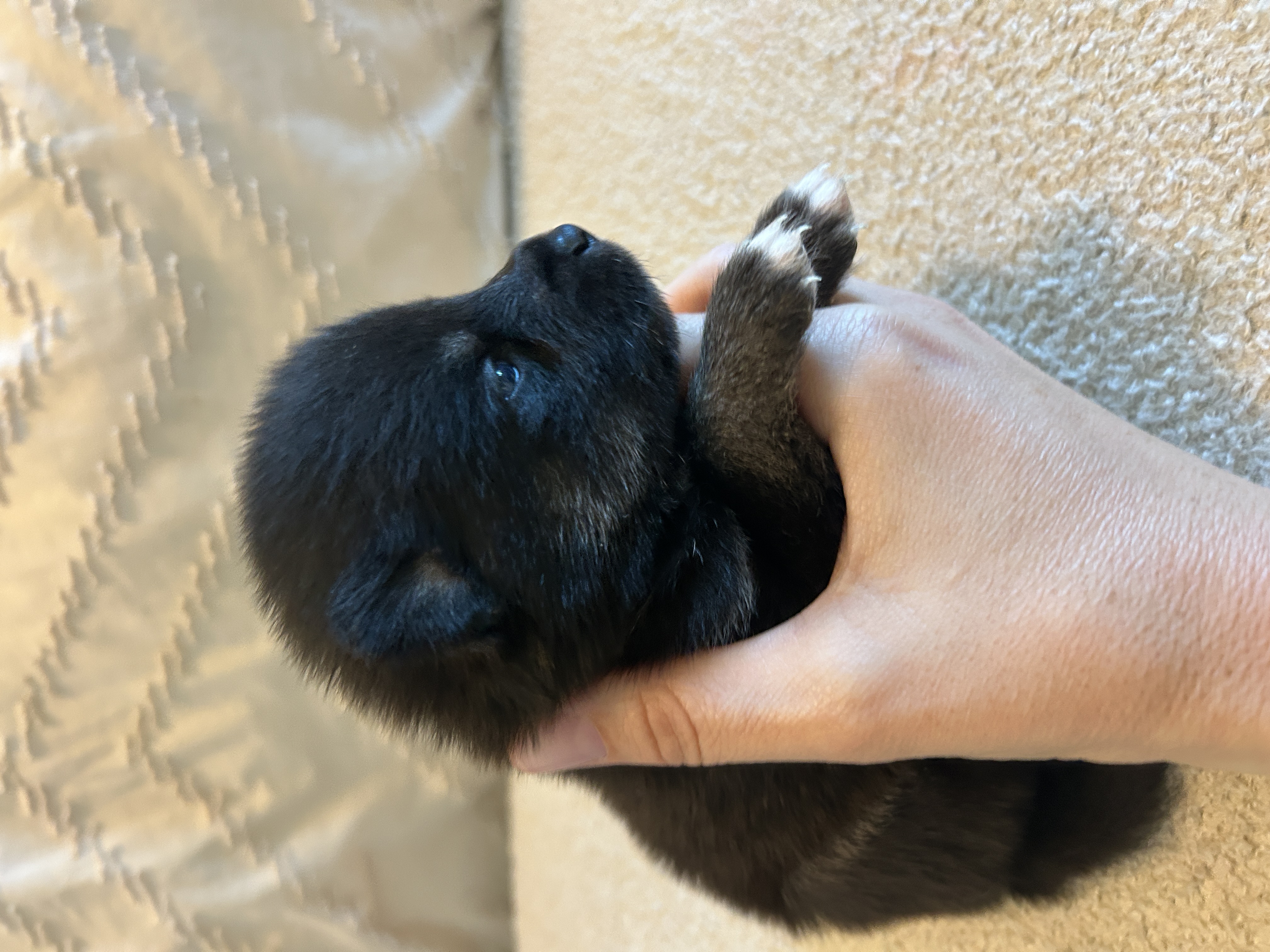 Fang, a male F4 Pomsky with a deep black coat and white chest accent