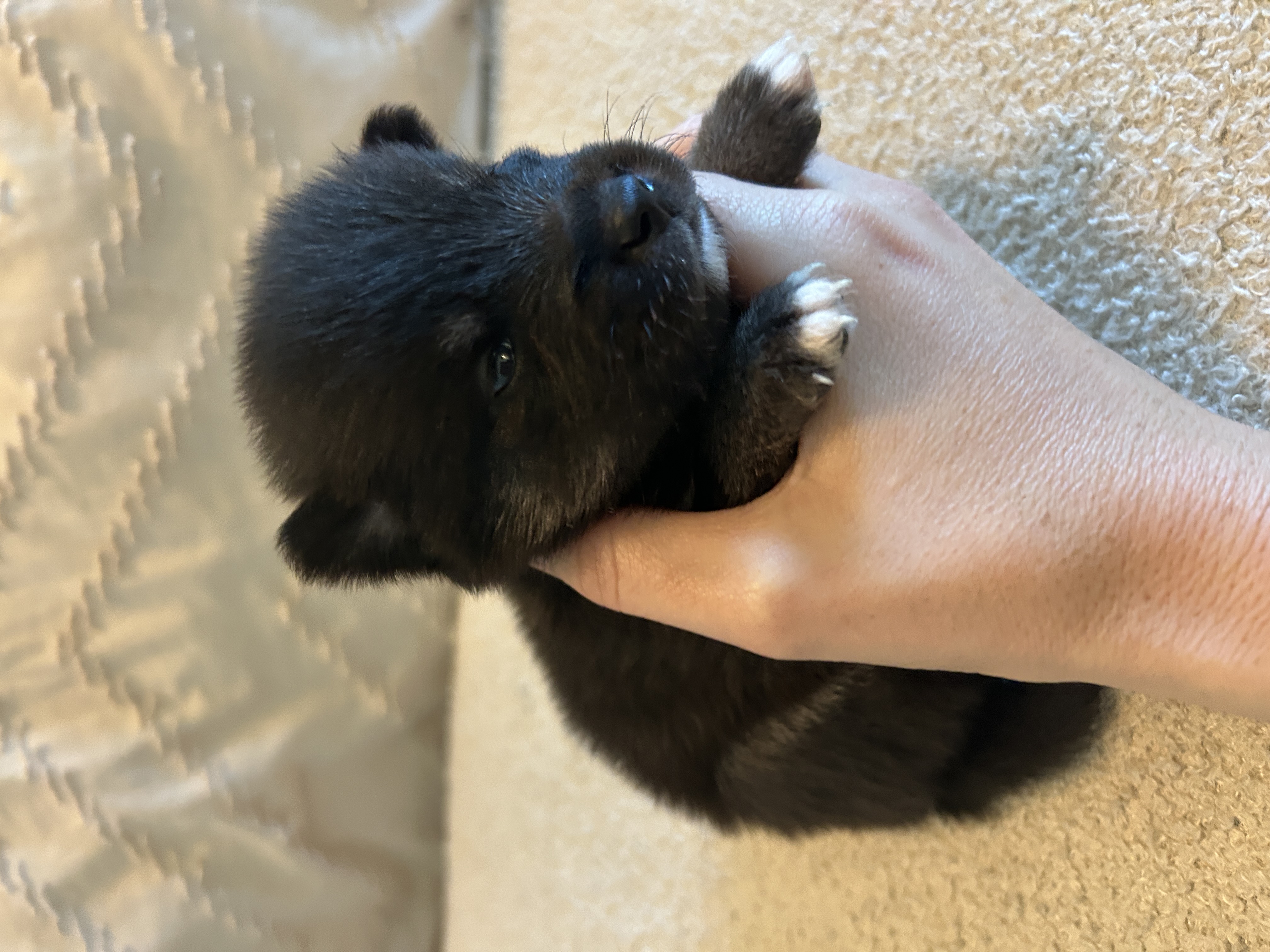 Fang the Pomsky puppy exploring a new toy