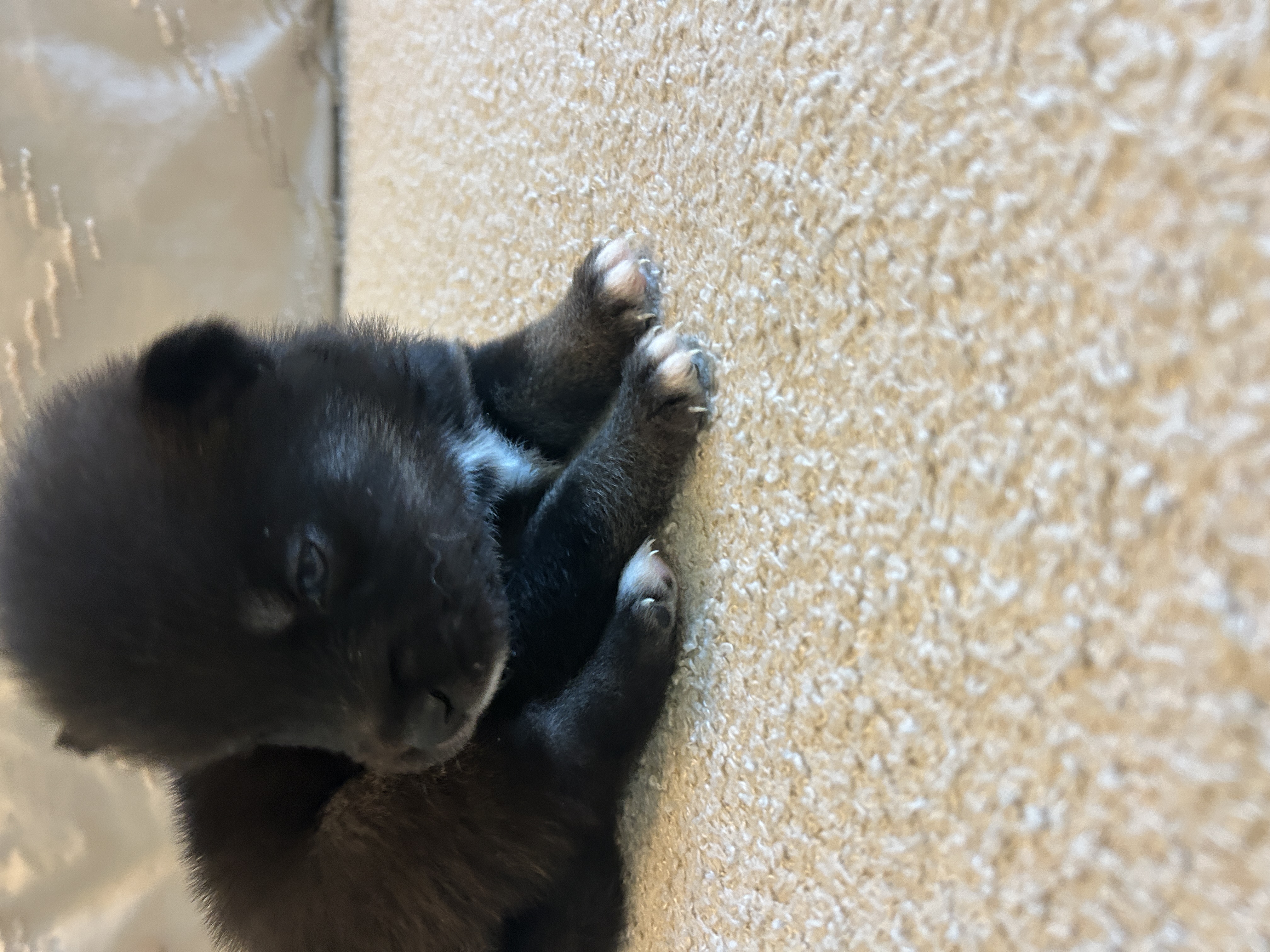 Fang portrait showing his bold, curious expression