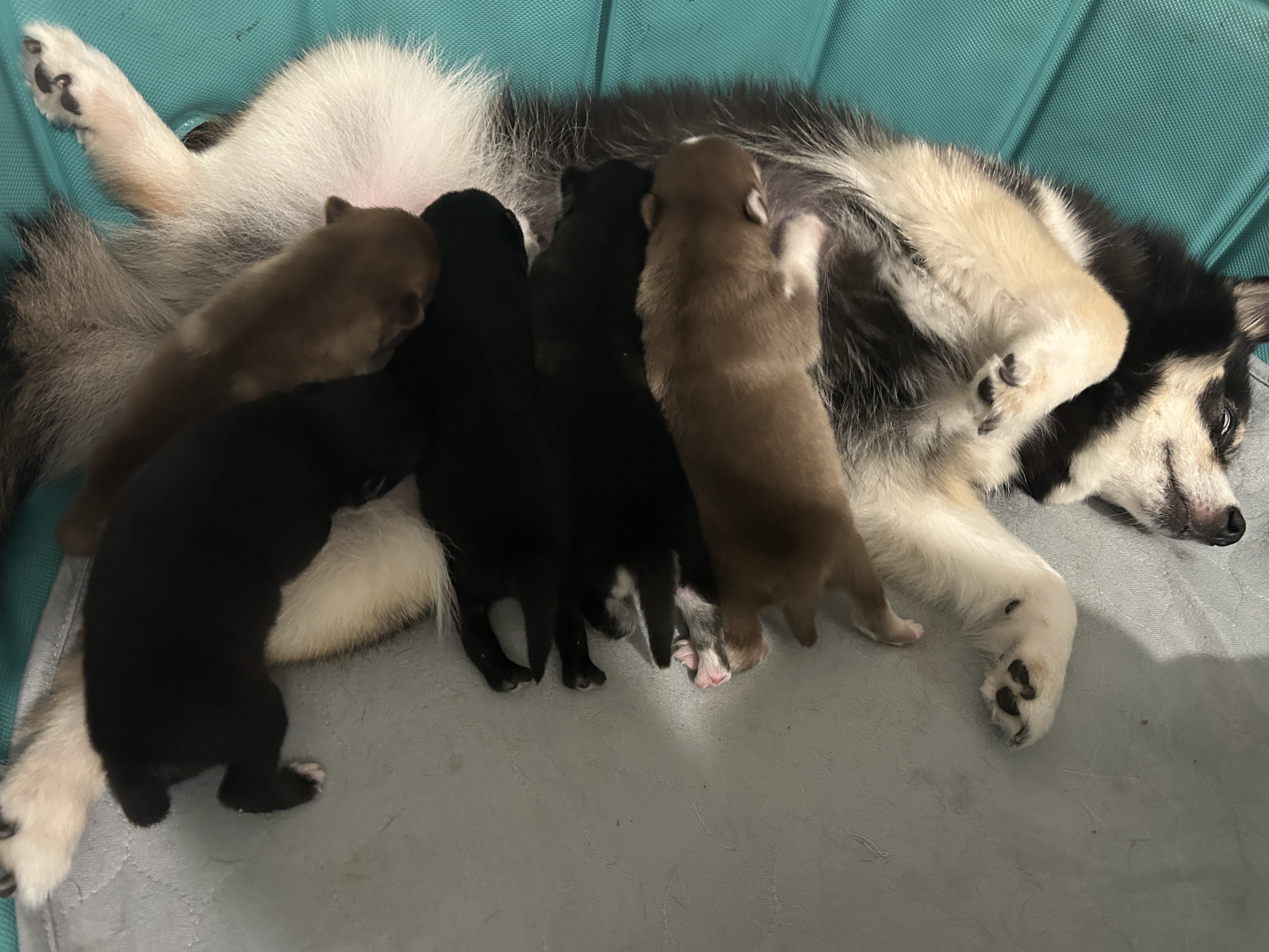 Pomsky puppies at feeding time