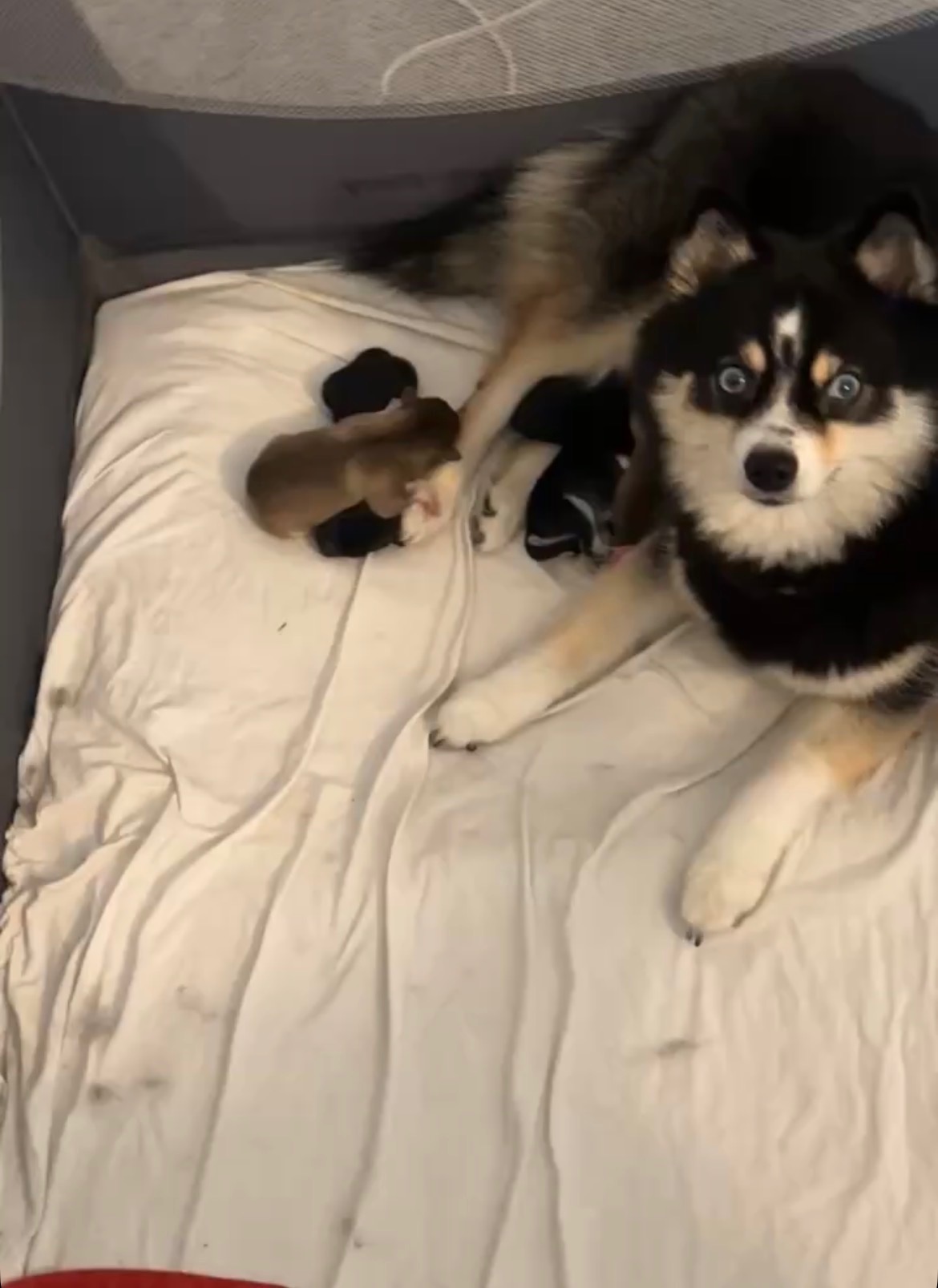 Pomsky litter 2