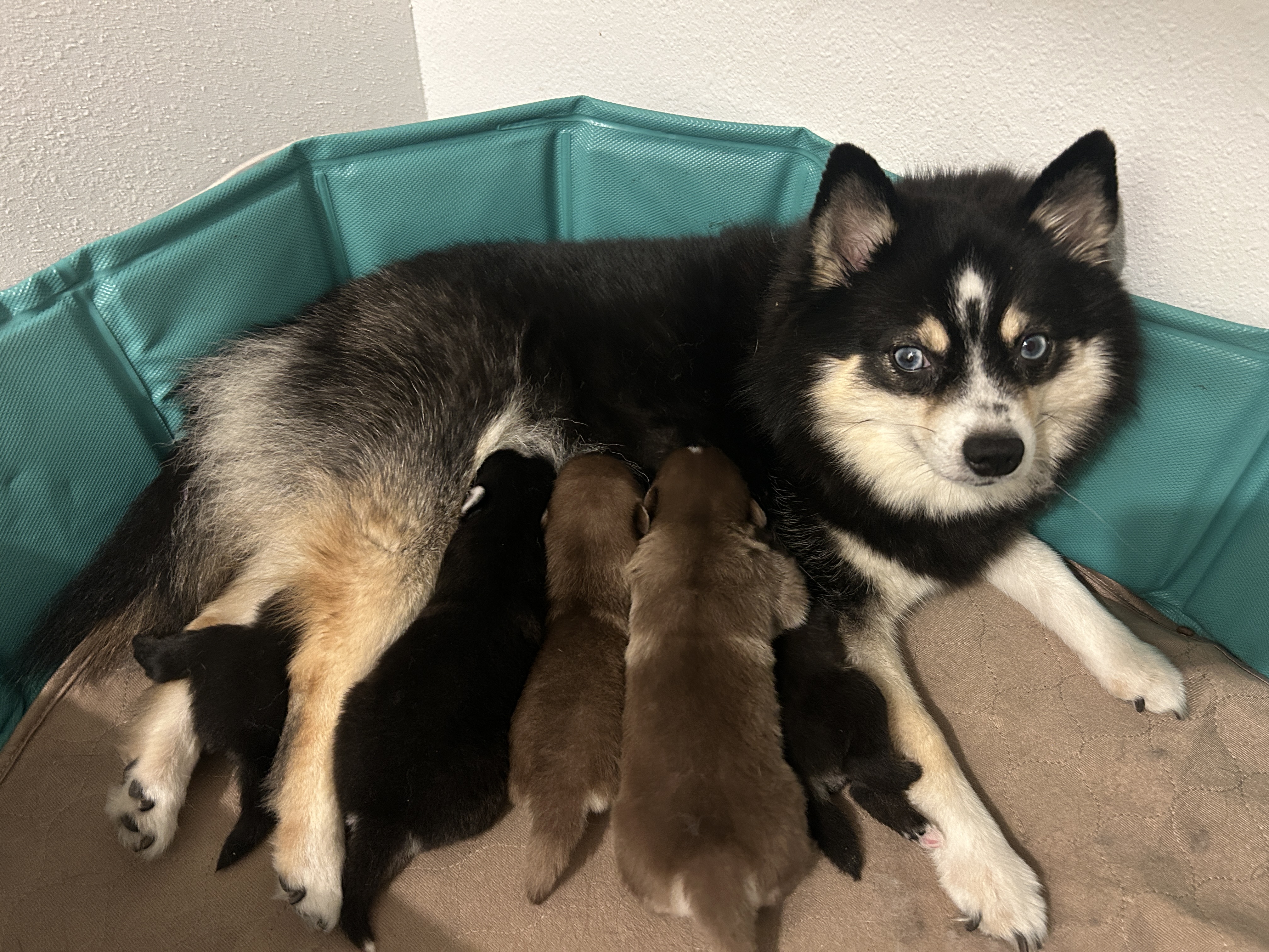Luna with her Pomsky puppies