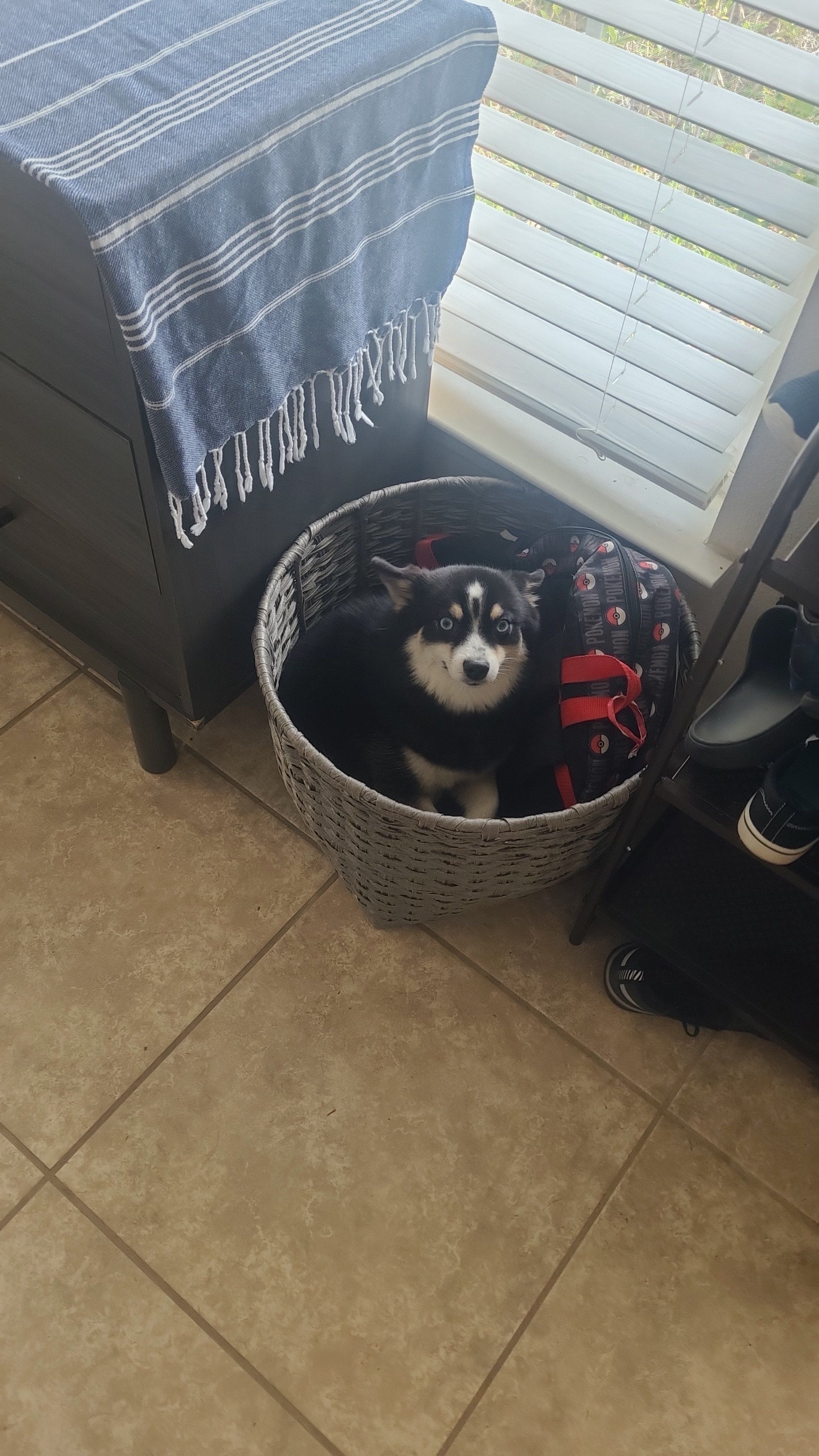 Pomsky puppy showing its playful and affectionate personality