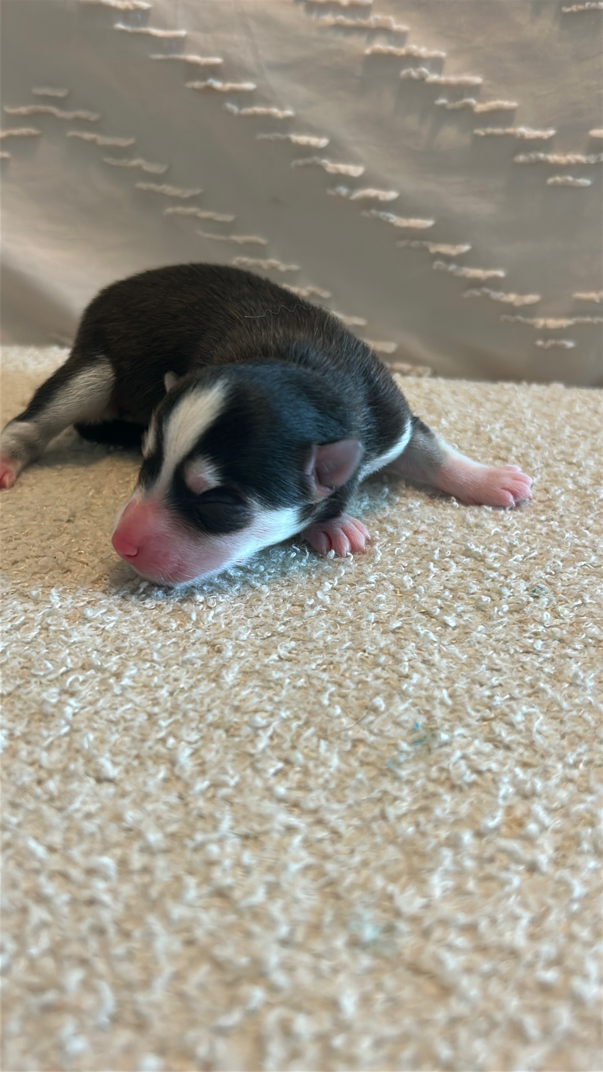 Nova, a female F4 Pomsky puppy with a black and white husky mask — front view