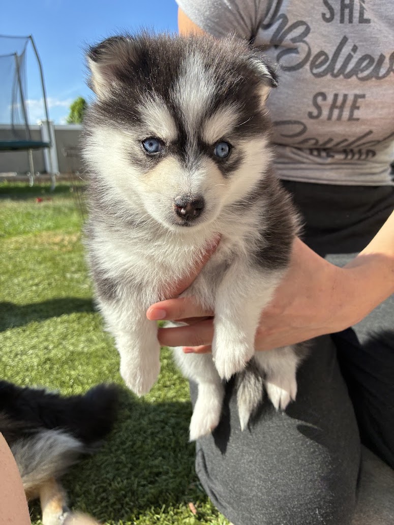 Nova — female F4 Pomsky puppy