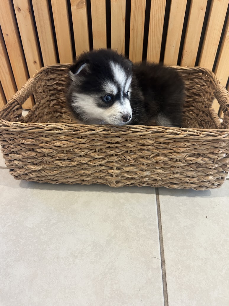 Nova the Pomsky puppy, new photo