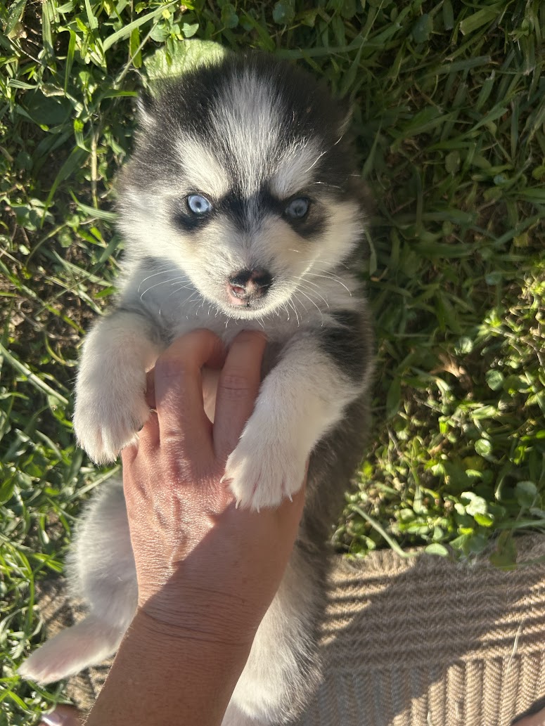 Nova the Pomsky puppy, new photo