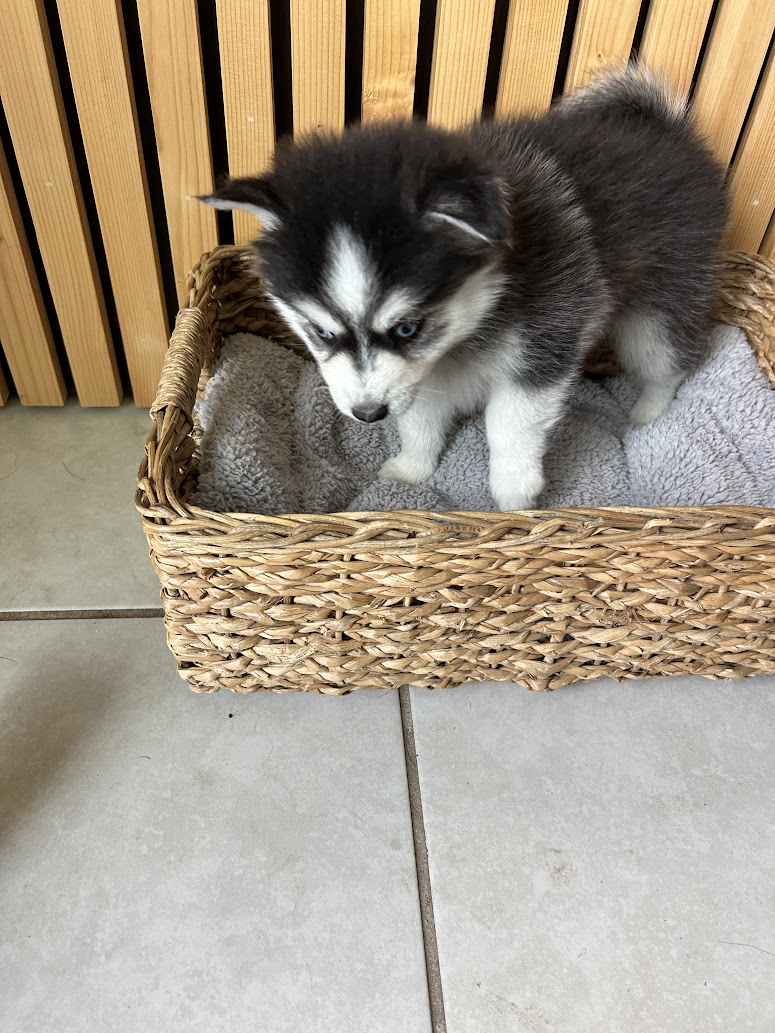 Nova the Pomsky puppy, new photo
