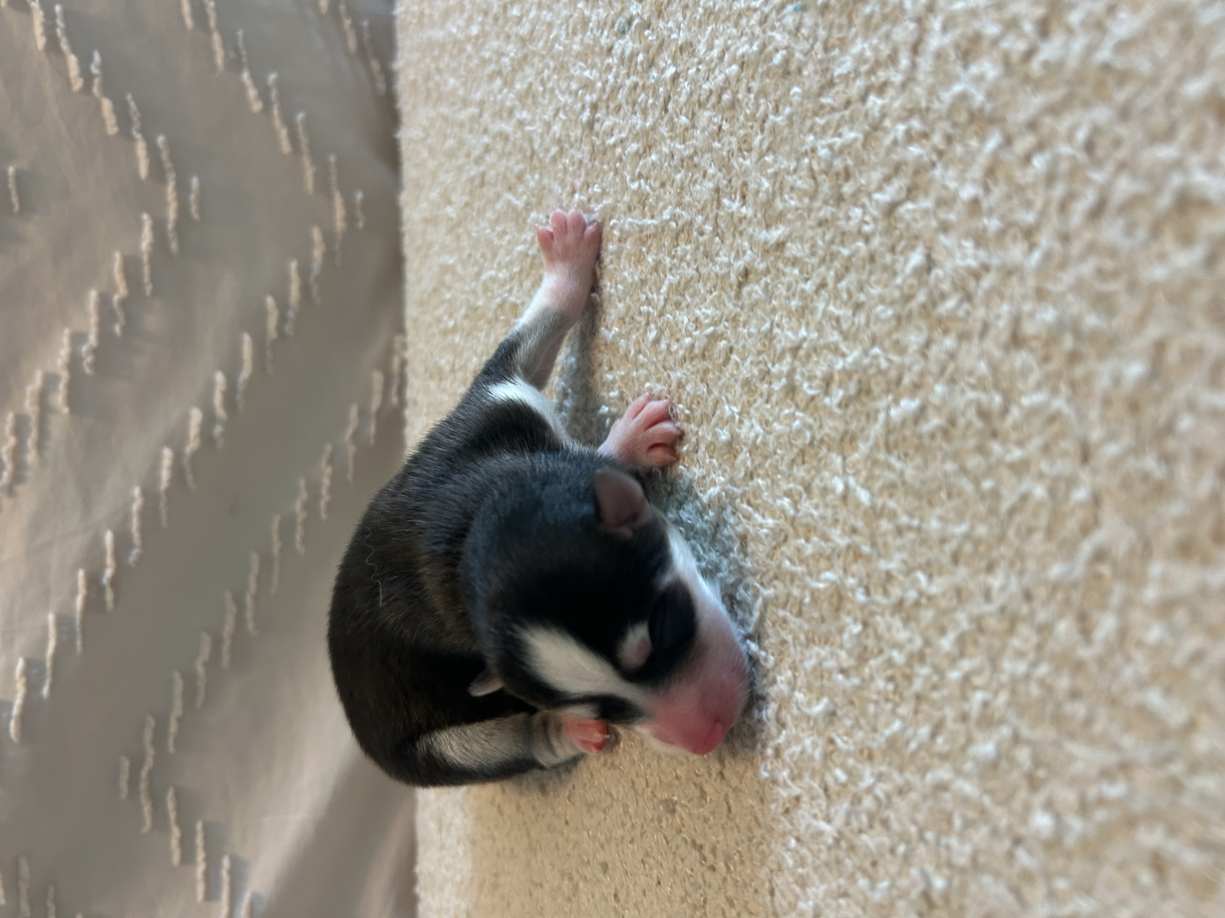 Nova the Pomsky puppy sitting in the living room