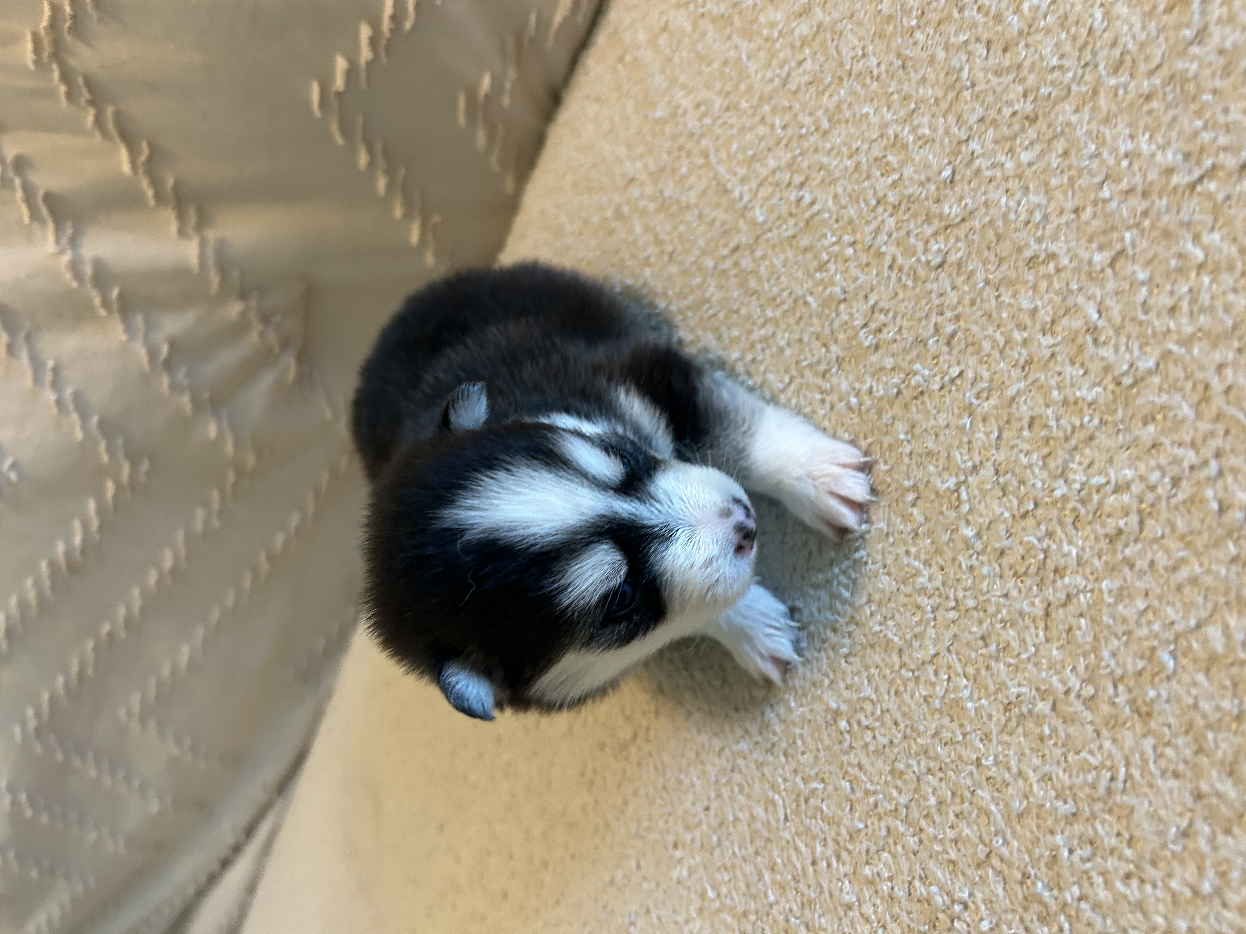 Nova at 4 weeks old, husky markings becoming visible