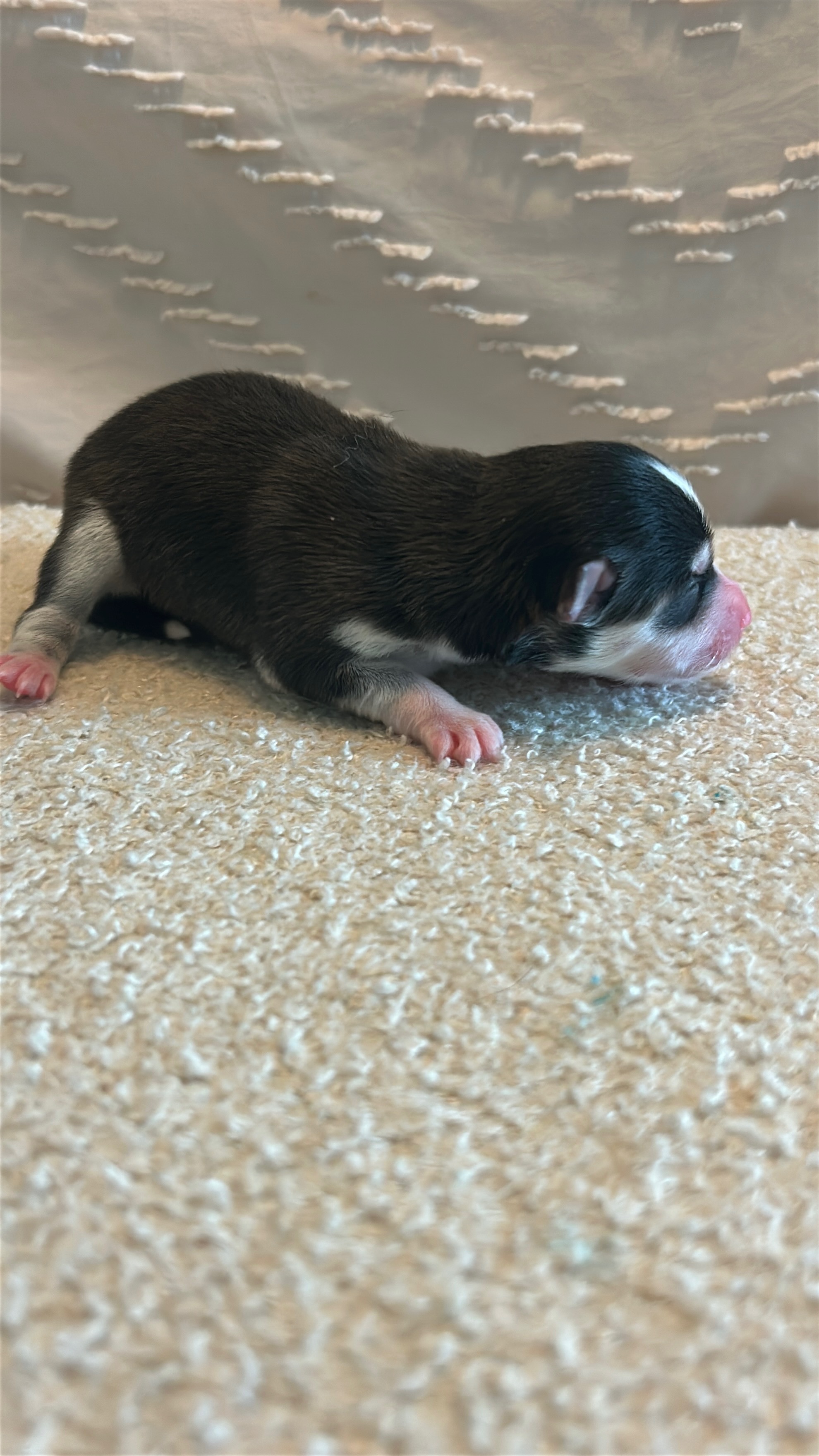 Nova resting after playtime