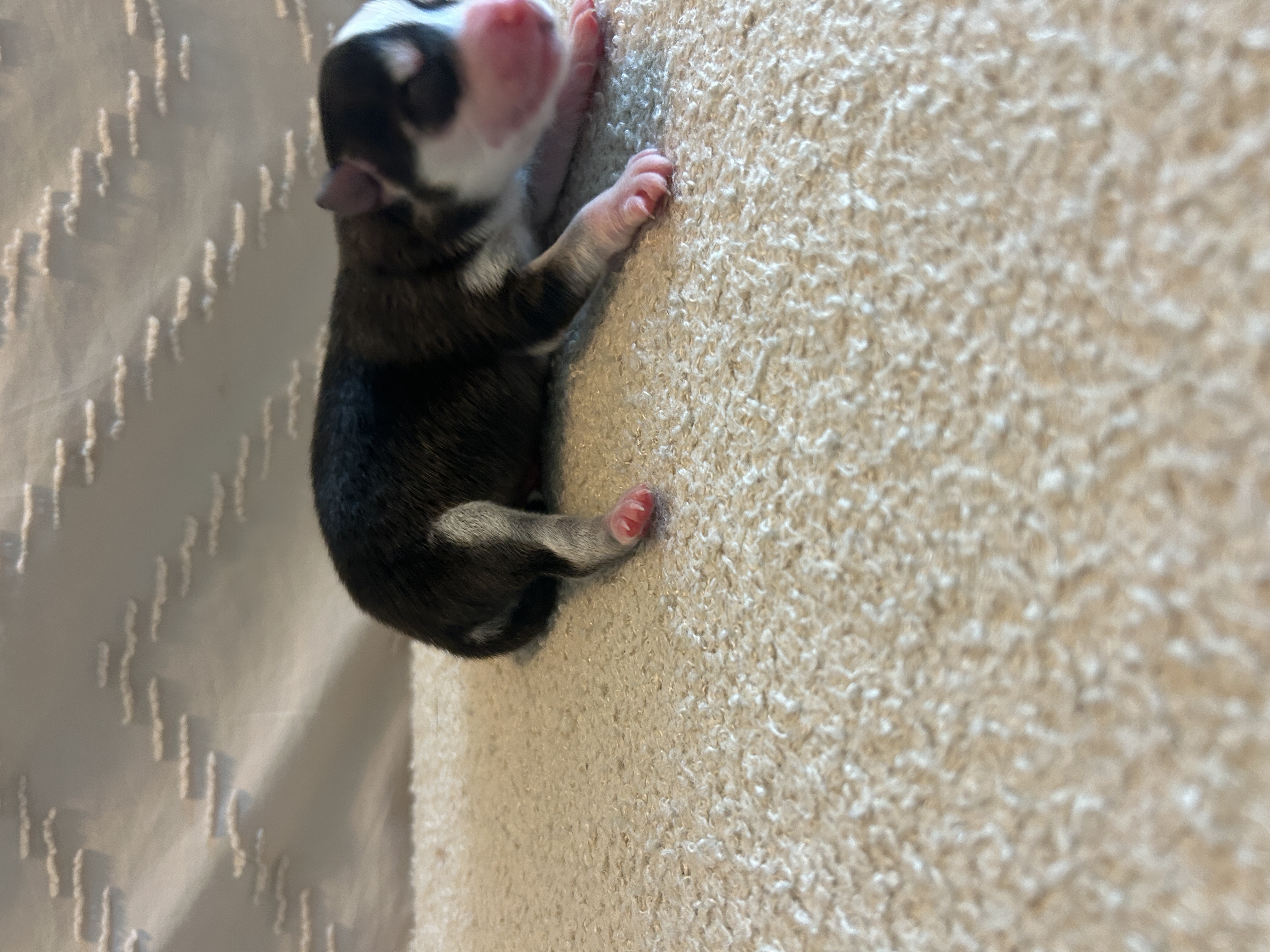 Nova exploring the yard