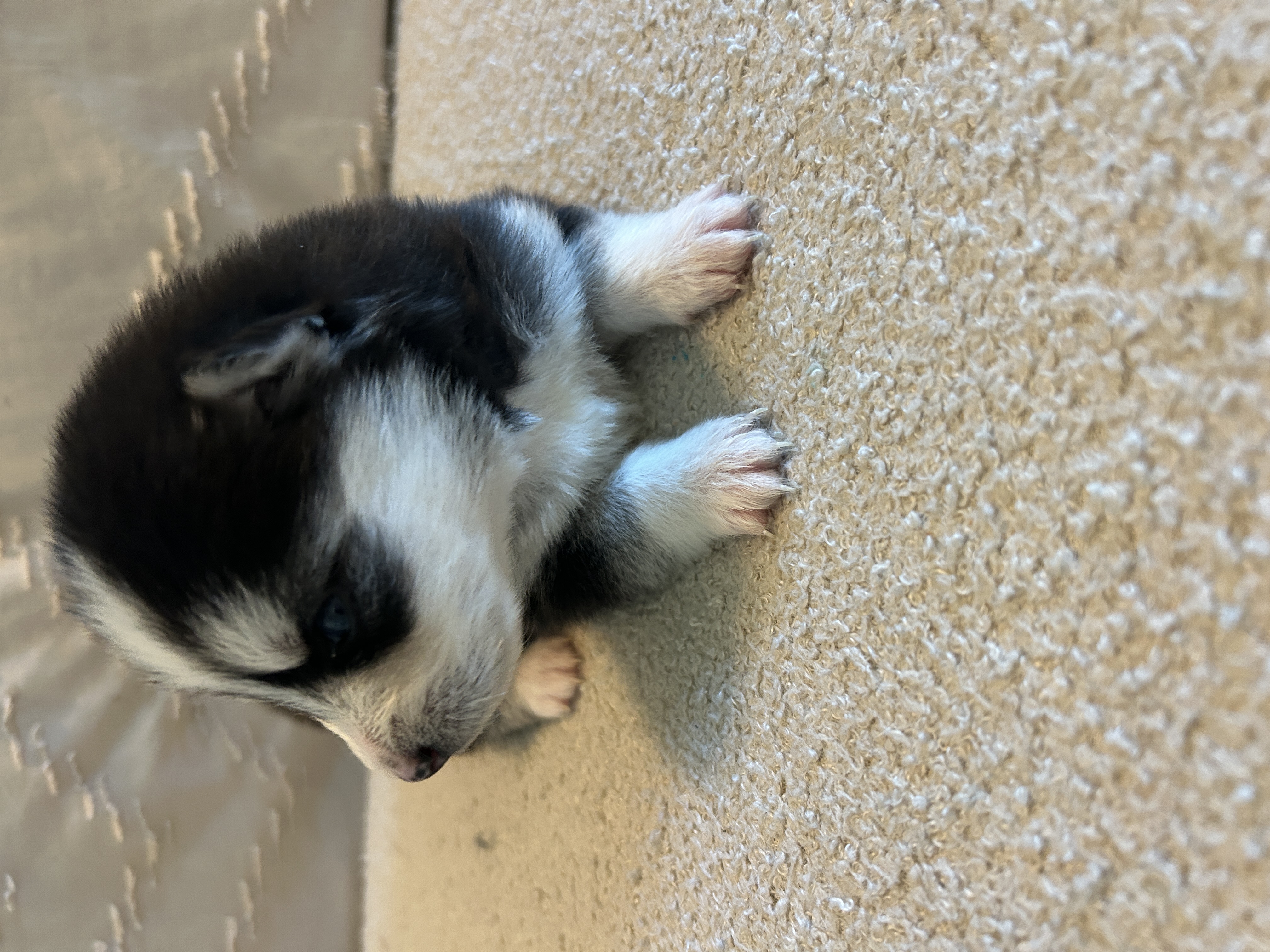 Nova playing with her littermates