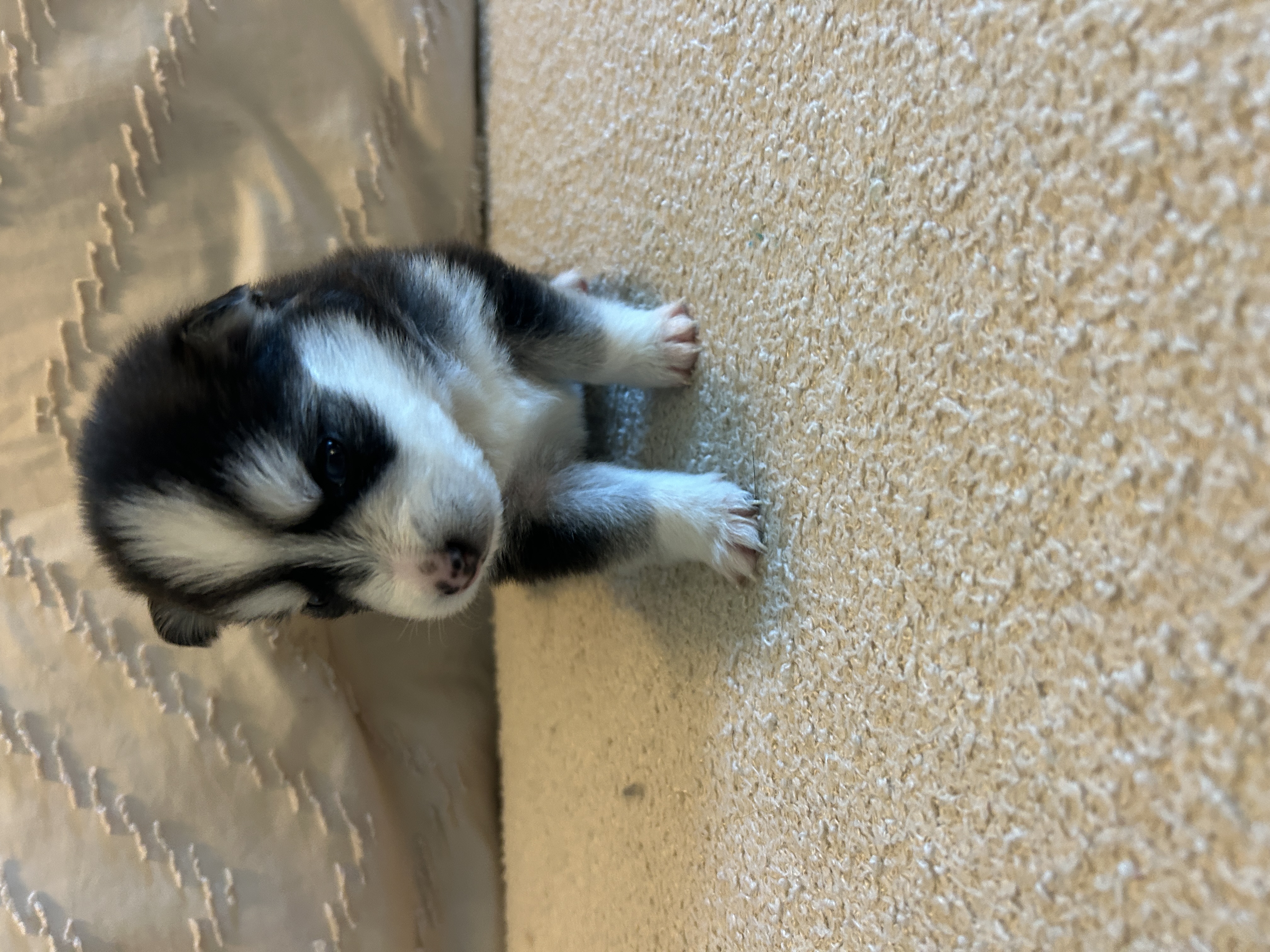 Nova's fluffy double coat developing at 5 weeks