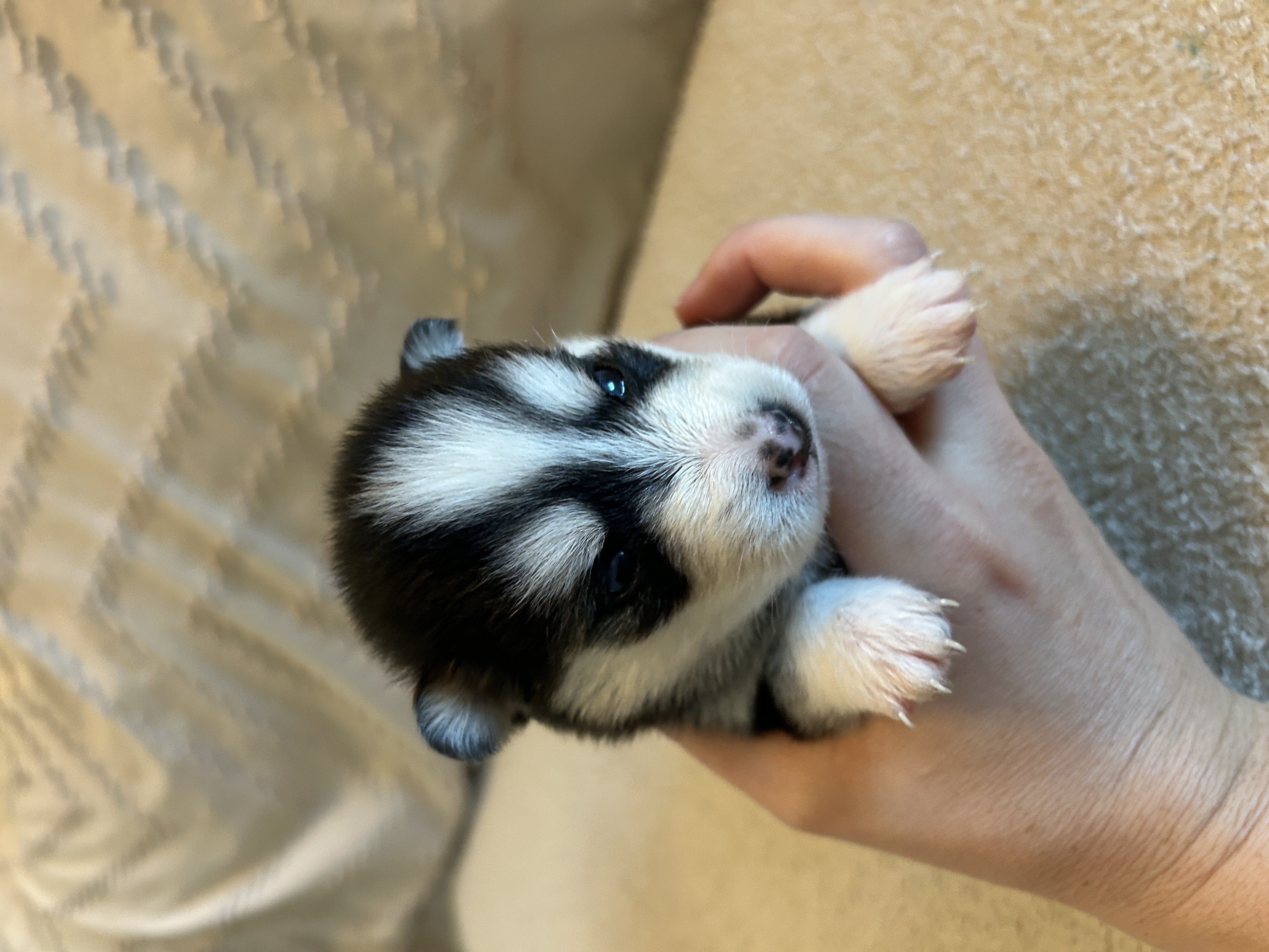 Nova being held, showing her size at 5 weeks