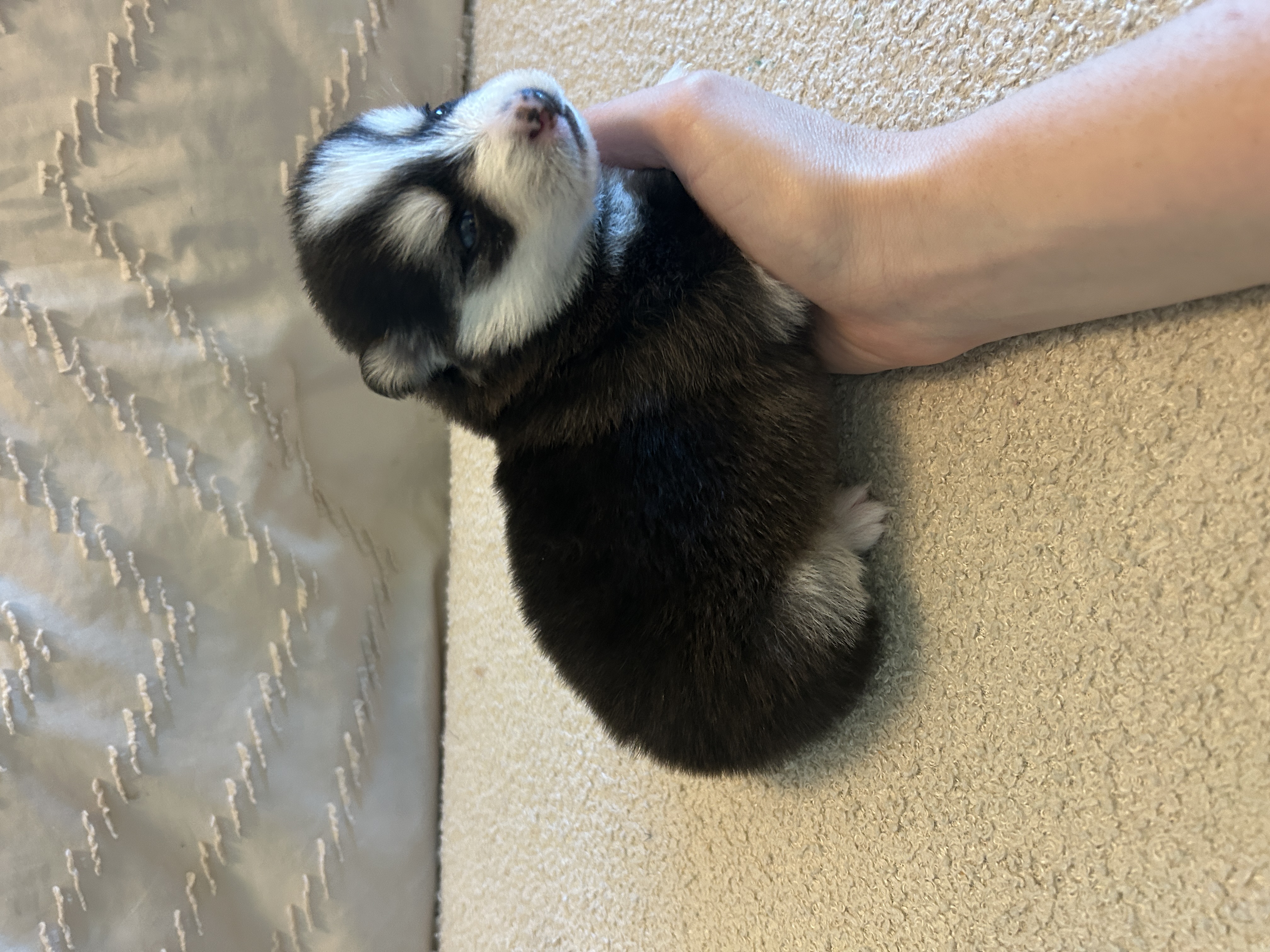 Nova portrait showing her symmetrical husky mask