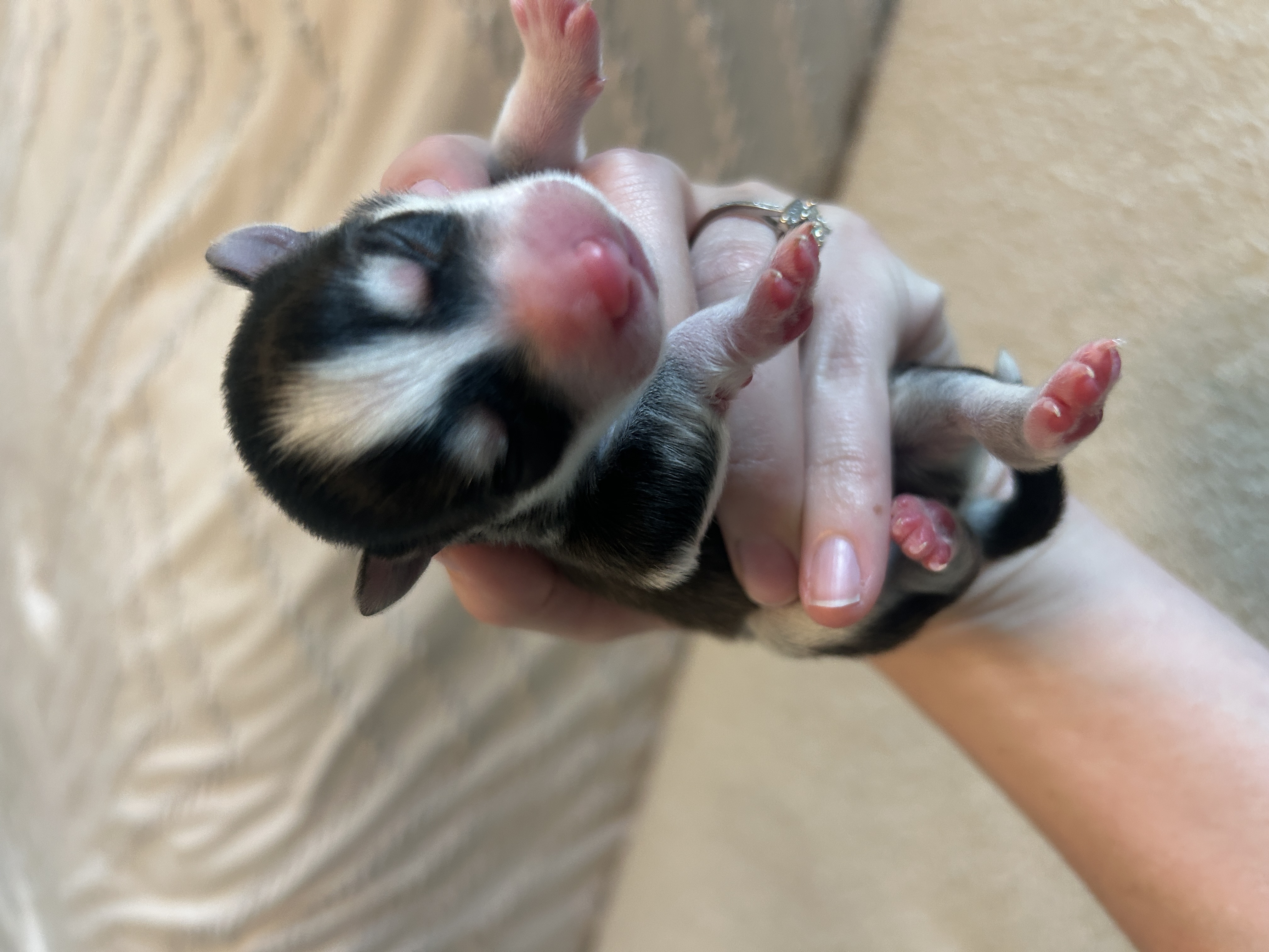 Nova the Pomsky puppy closeup showing her striking eye markings