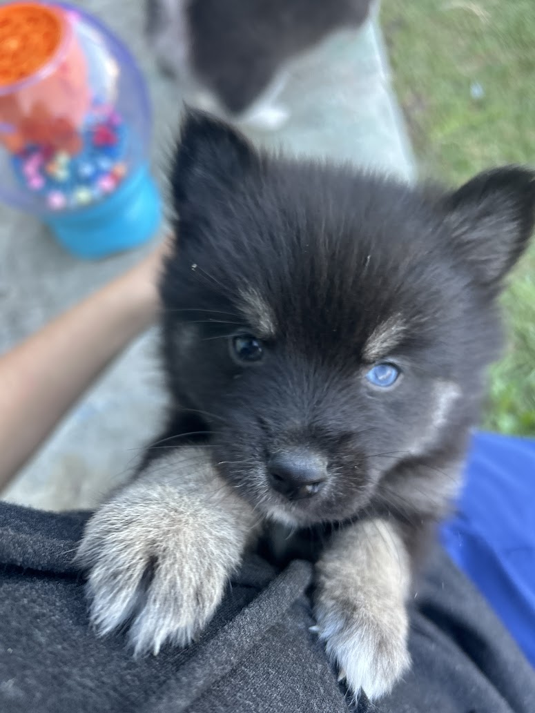 Oreo the Pomsky puppy, new photo