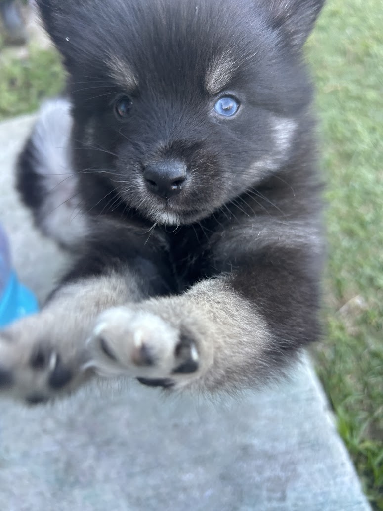 Oreo — male F4 Pomsky puppy