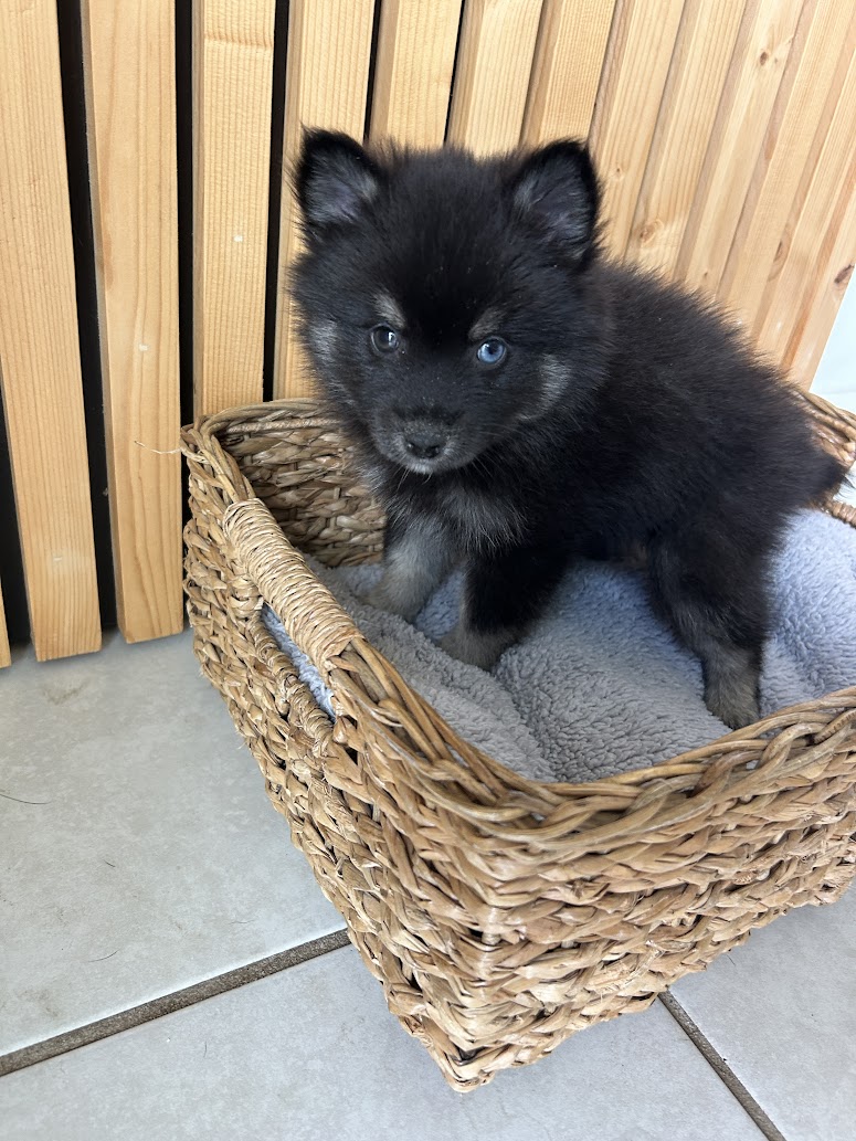 Oreo the Pomsky puppy, new photo