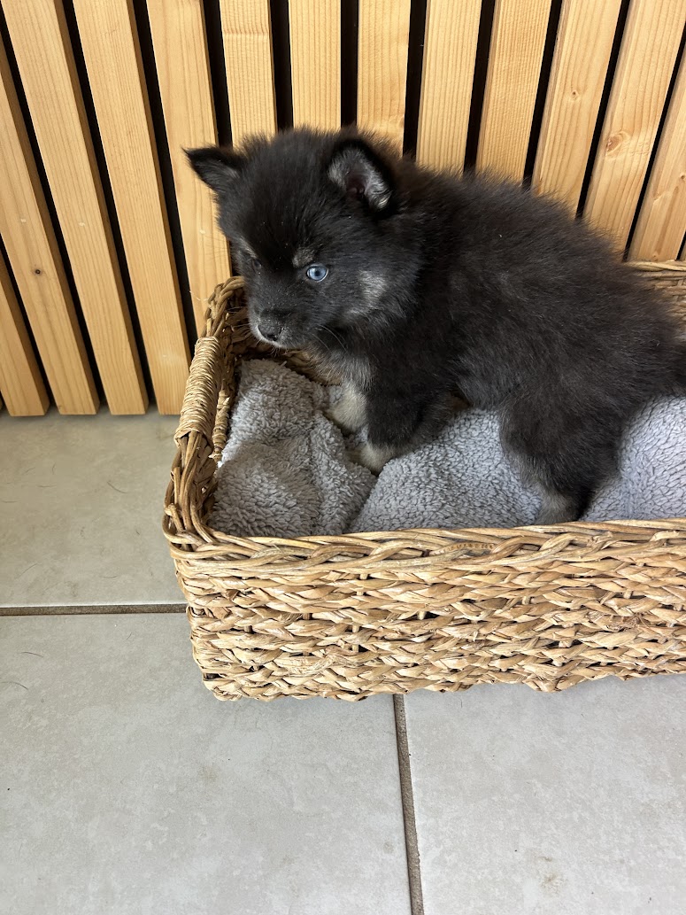 Oreo the Pomsky puppy, new photo