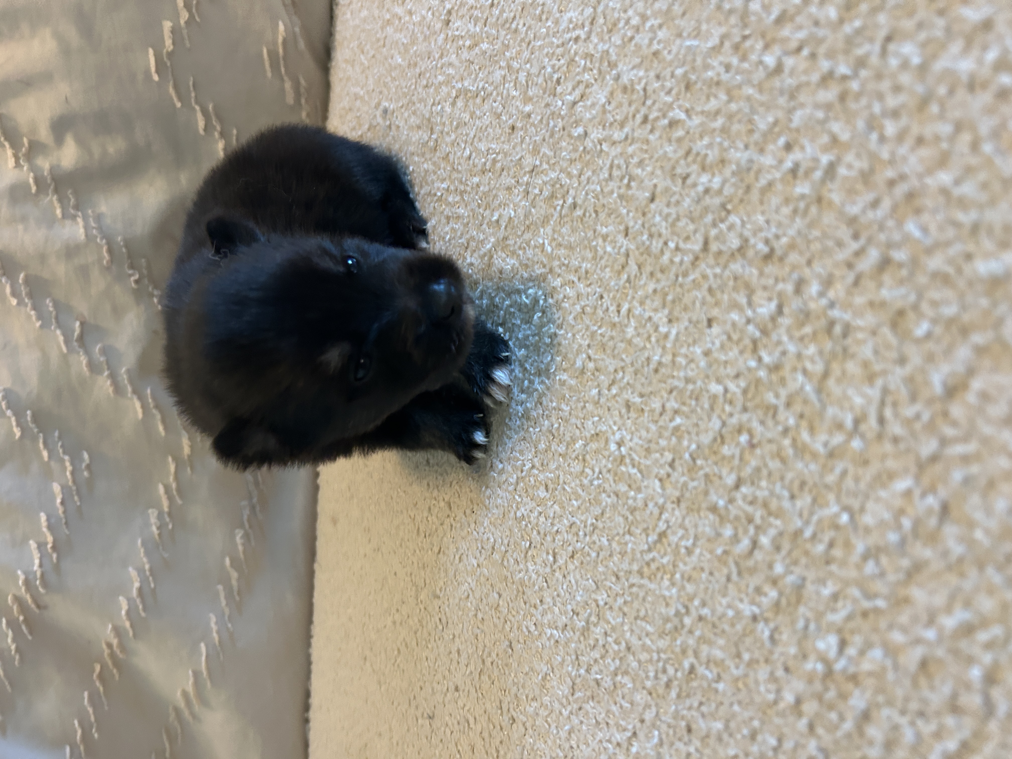 Oreo at 4 weeks showing his tuxedo marking developing
