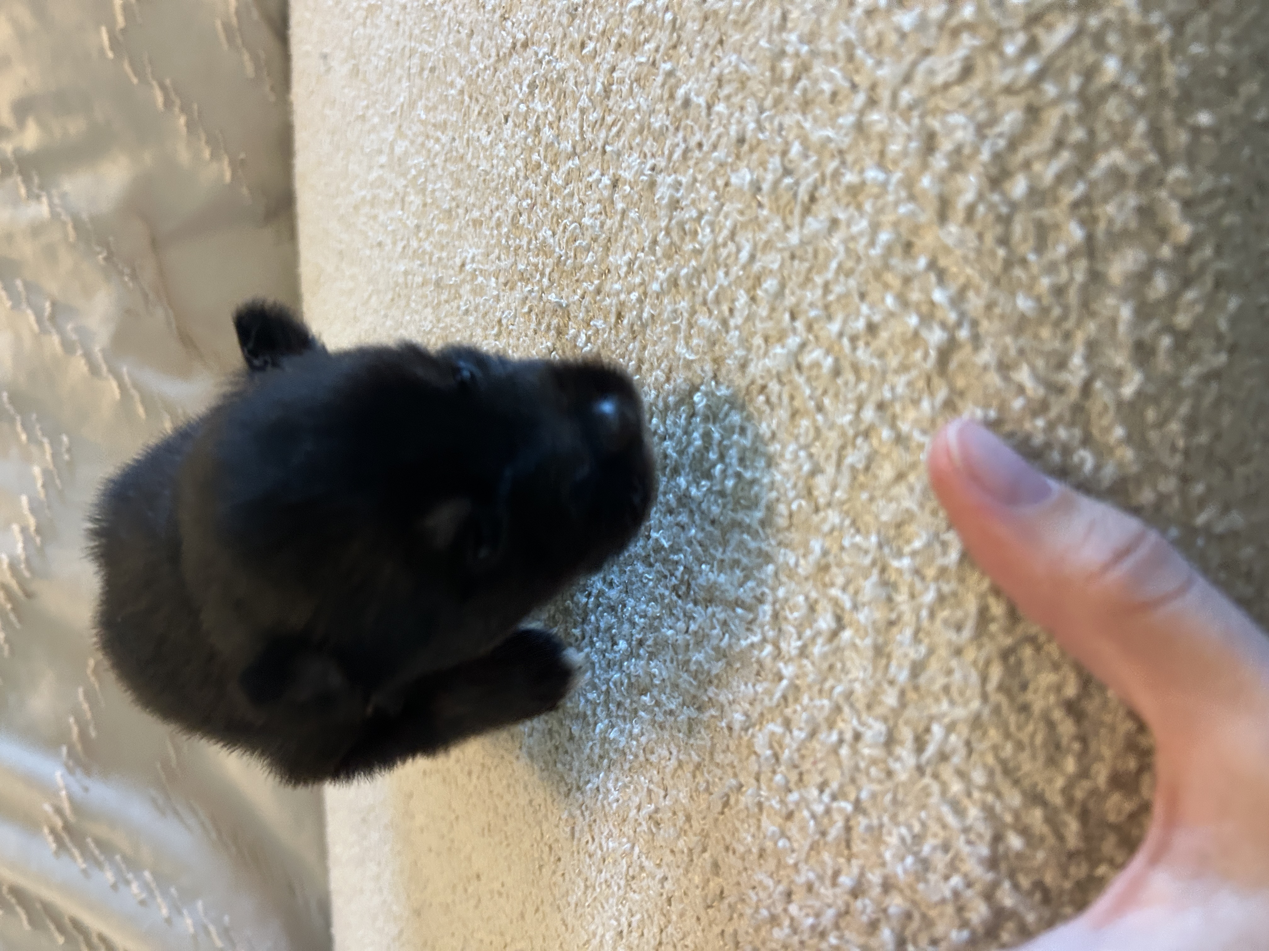 Oreo being held, showing his compact size