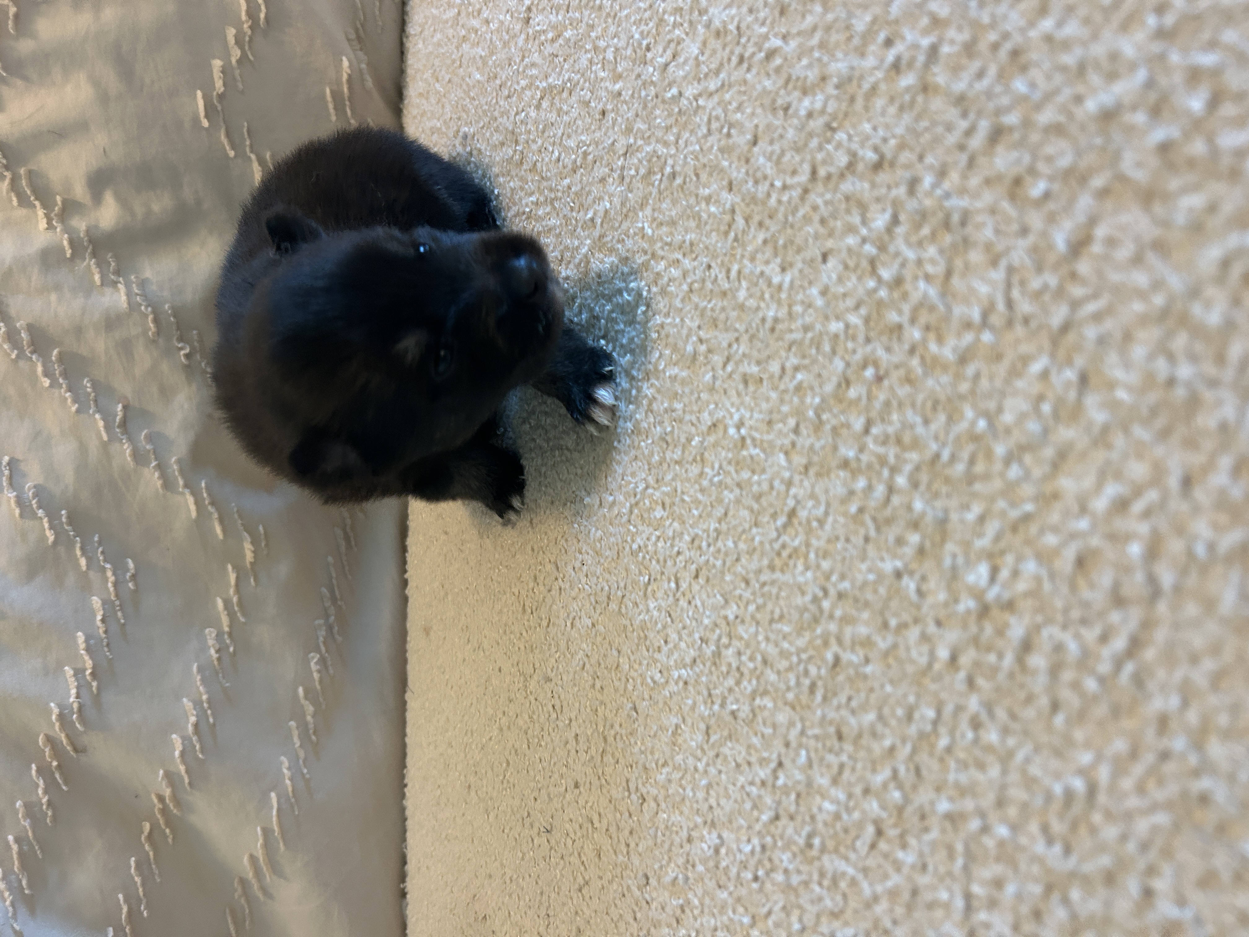 Oreo playing with his twin brother Fang