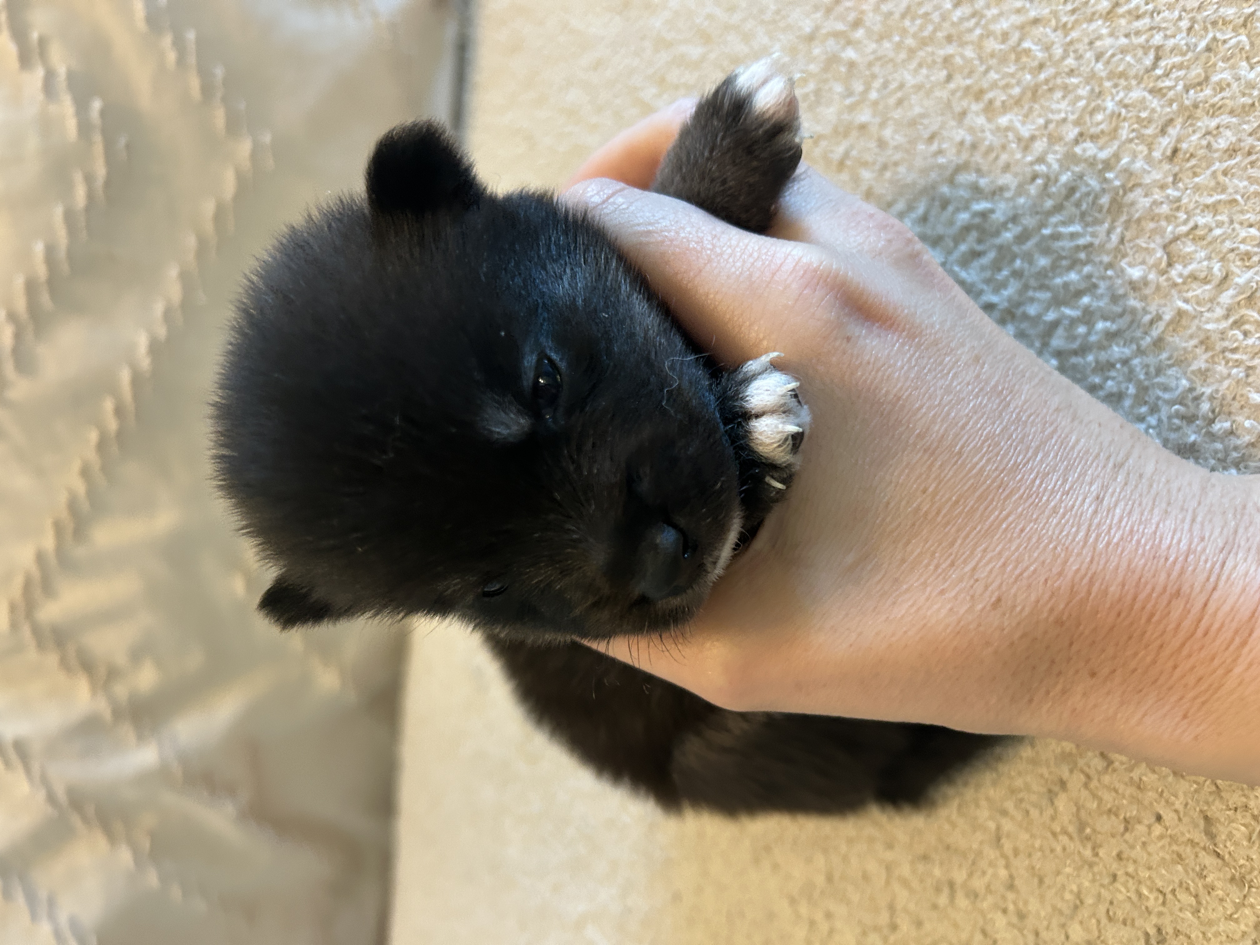Oreo portrait from the side showing his profile