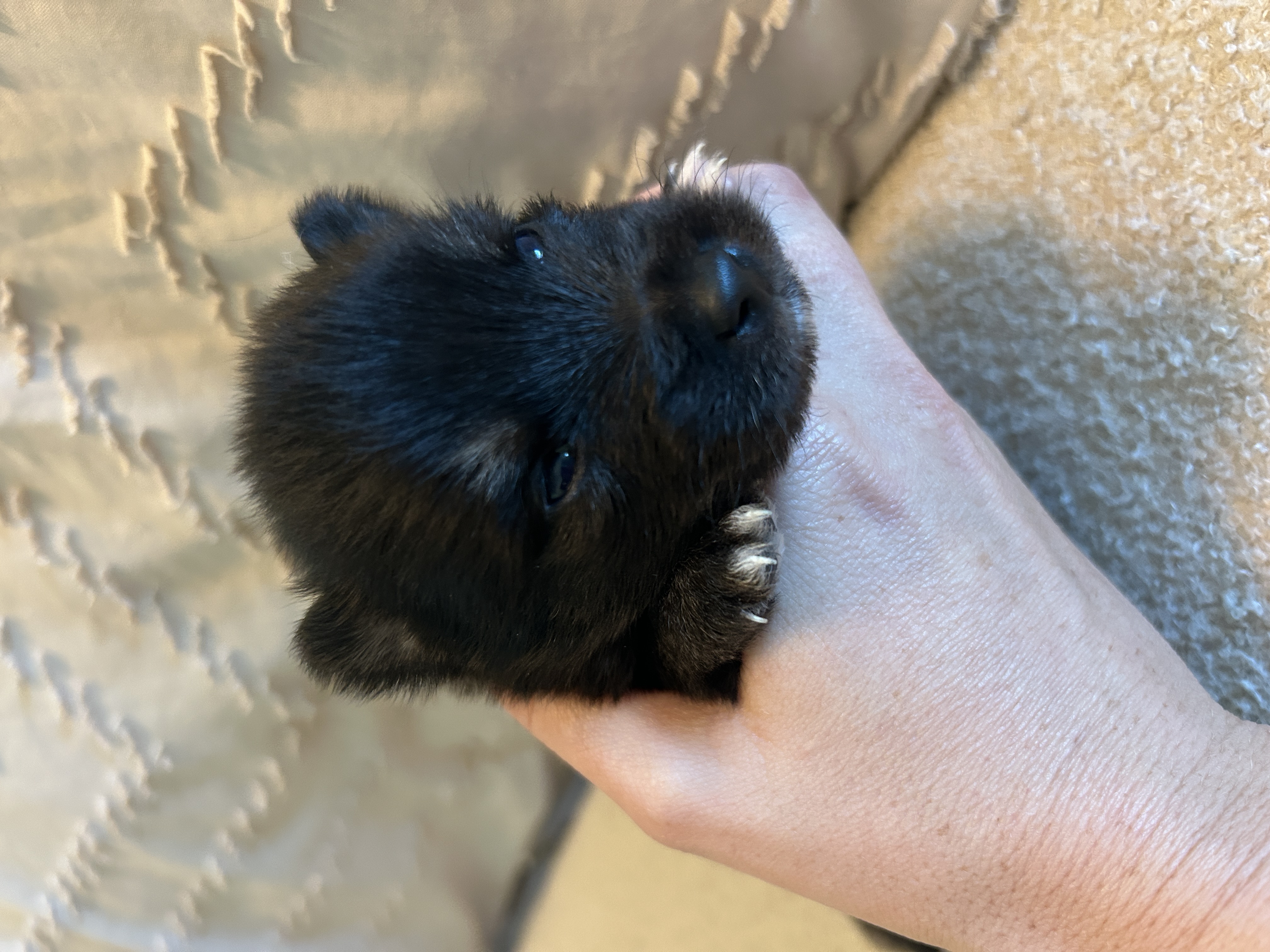 Oreo exploring during socialization time