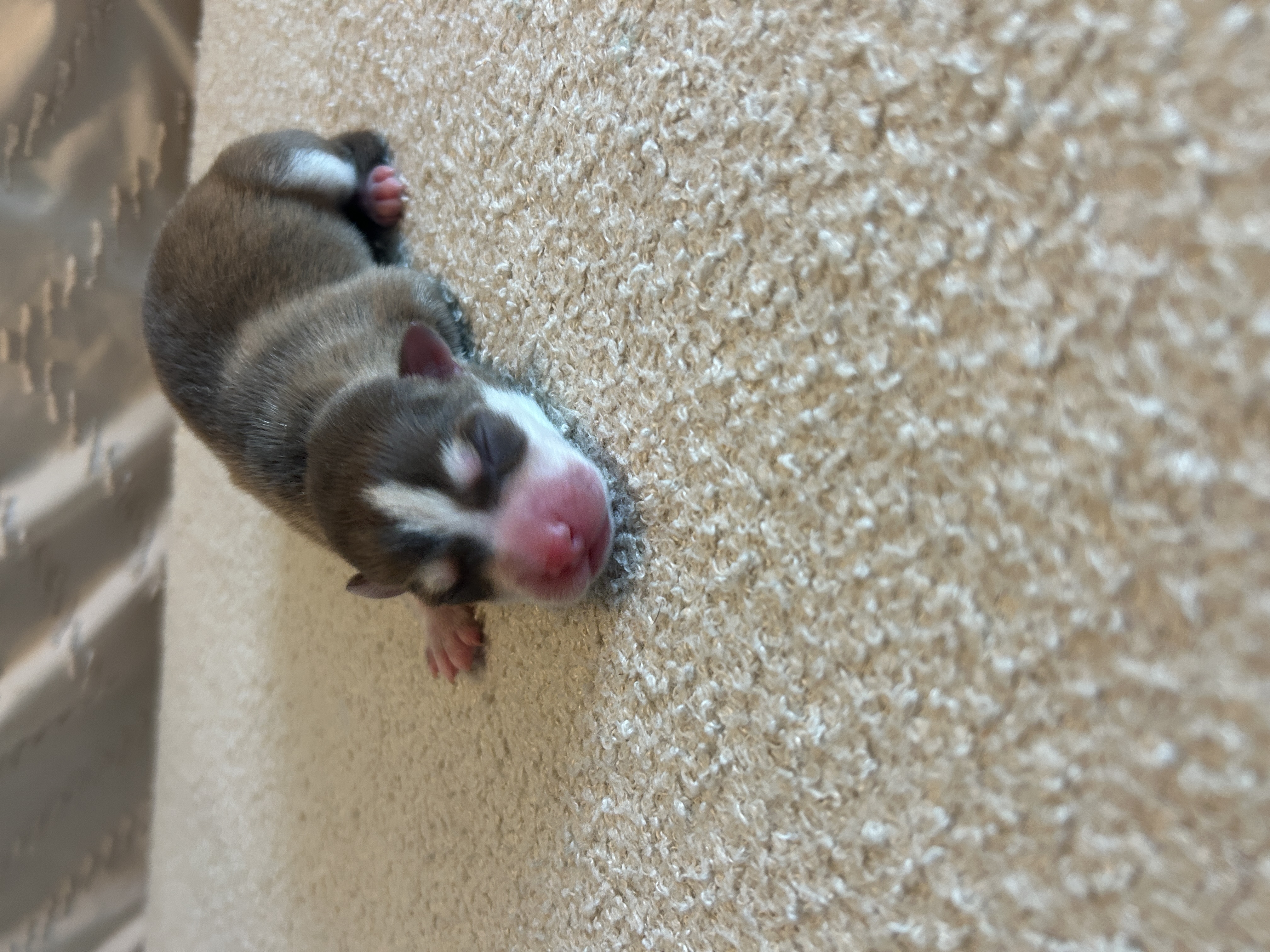 Pax, a male F4 Pomsky with a vibrant red coat and symmetrical husky mask