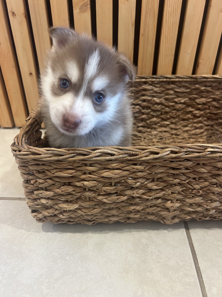 Pax the Pomsky puppy, new photo