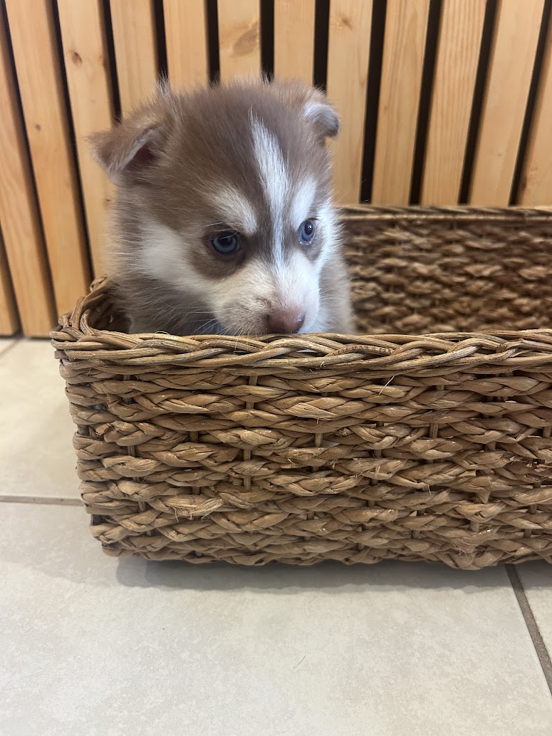 Pax — male F4 Pomsky puppy