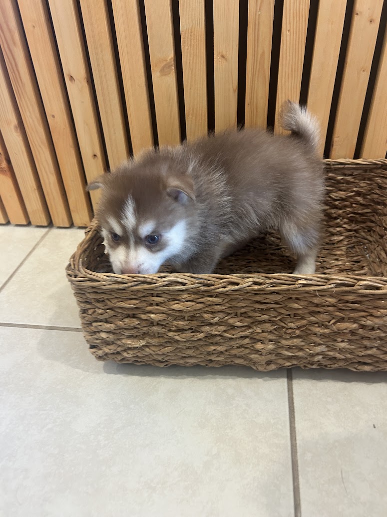 Pax the Pomsky puppy, new photo
