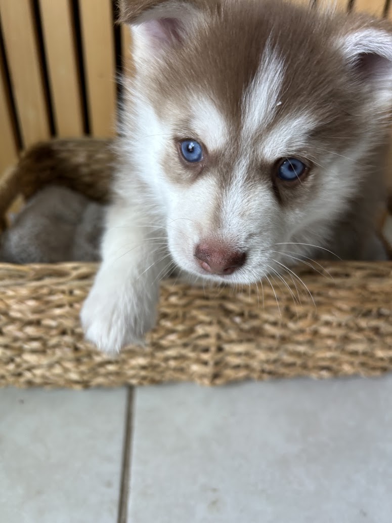 Pax the Pomsky puppy, new photo