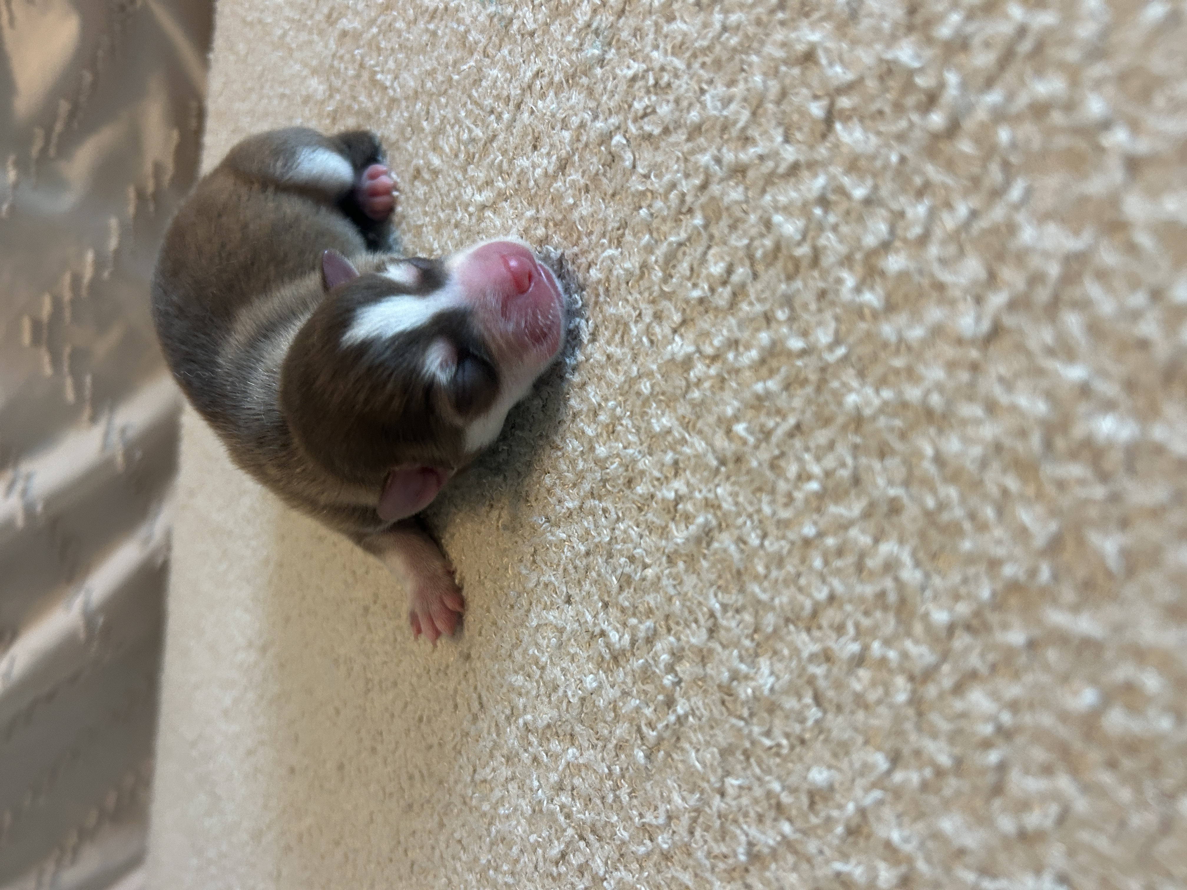 Pax the Pomsky puppy exploring the living room