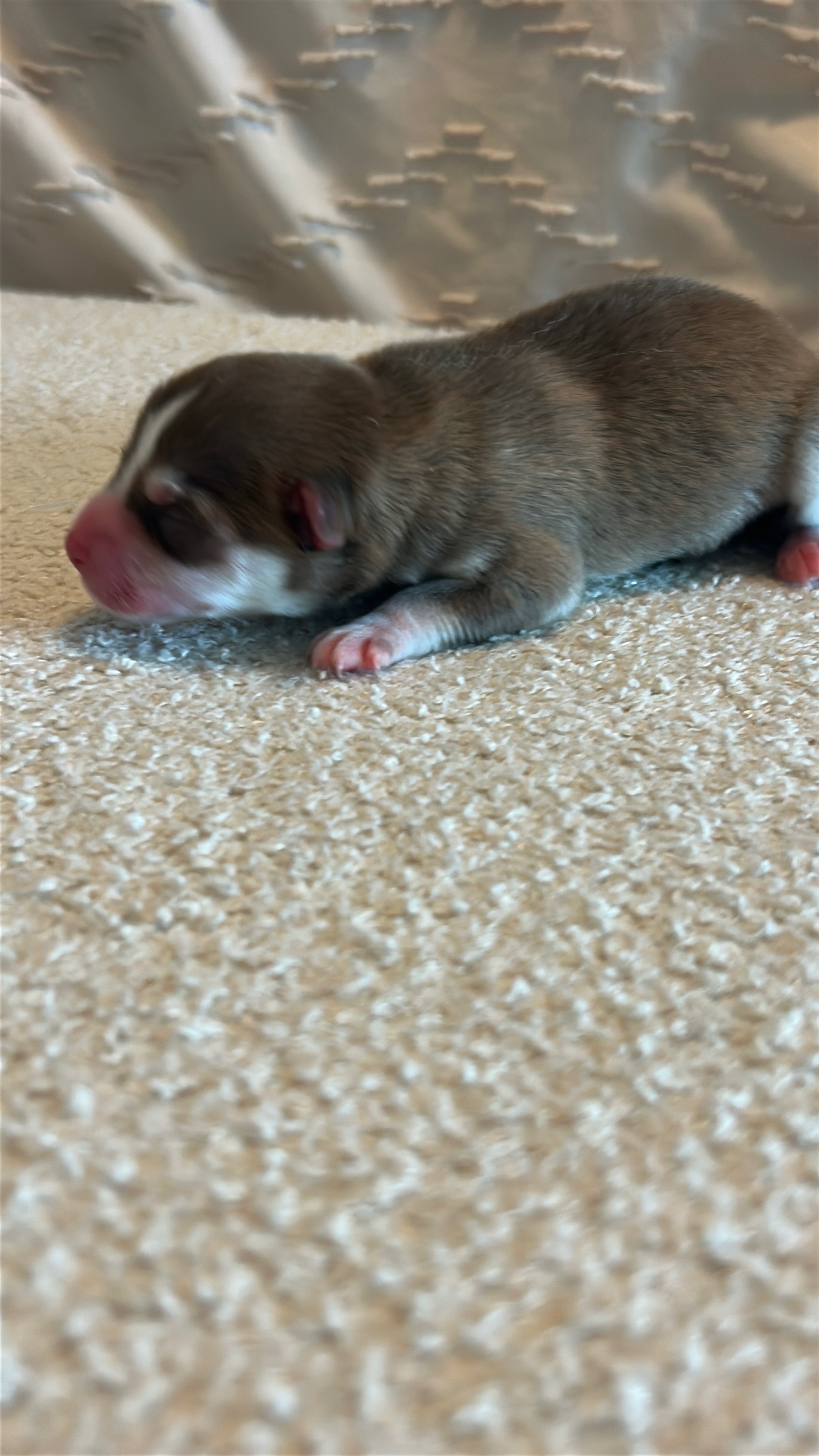 Pax's red coat and fox-like appearance at 3 weeks