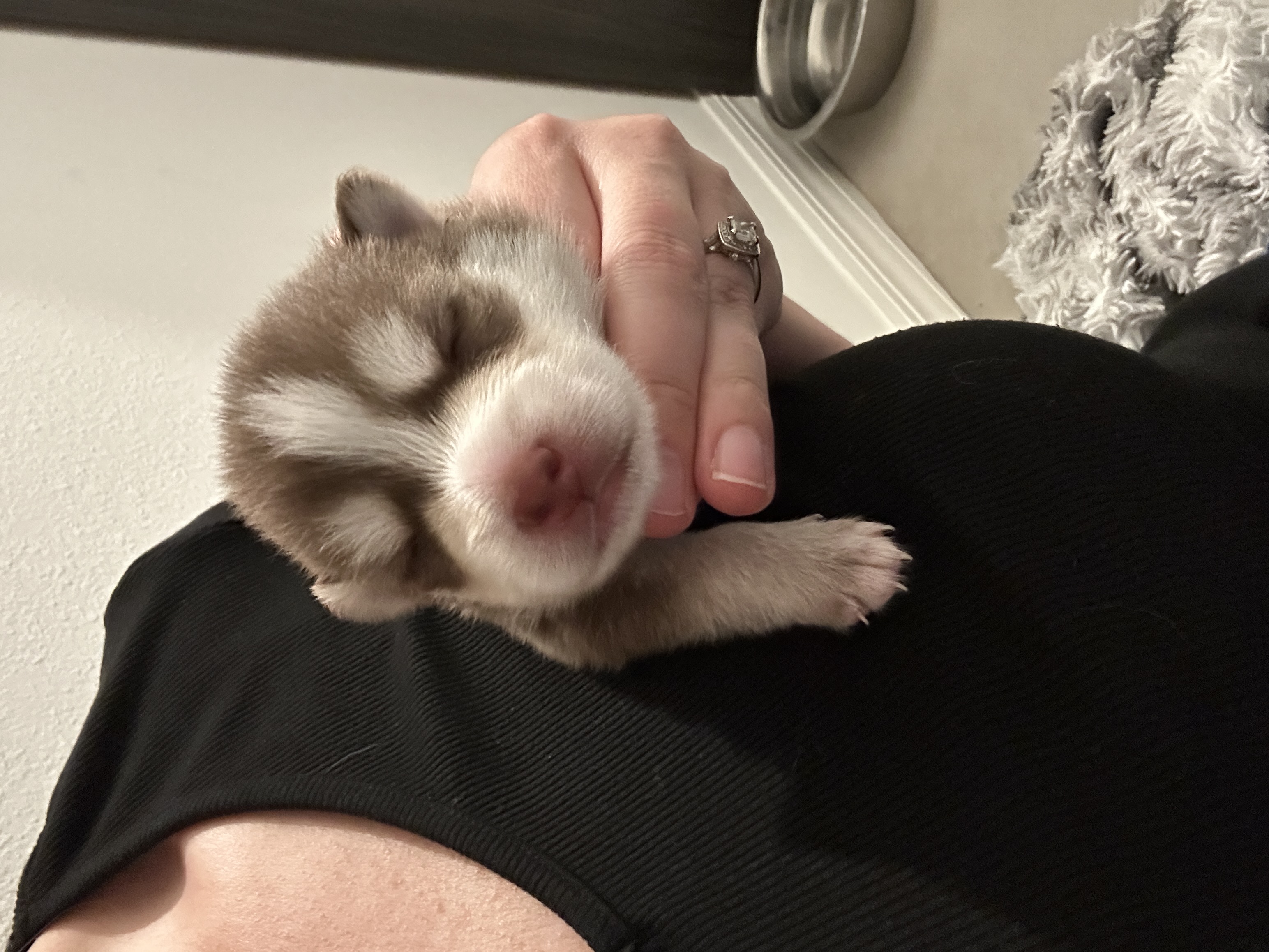 Pax being held, showing his compact 10-15 lb predicted adult size