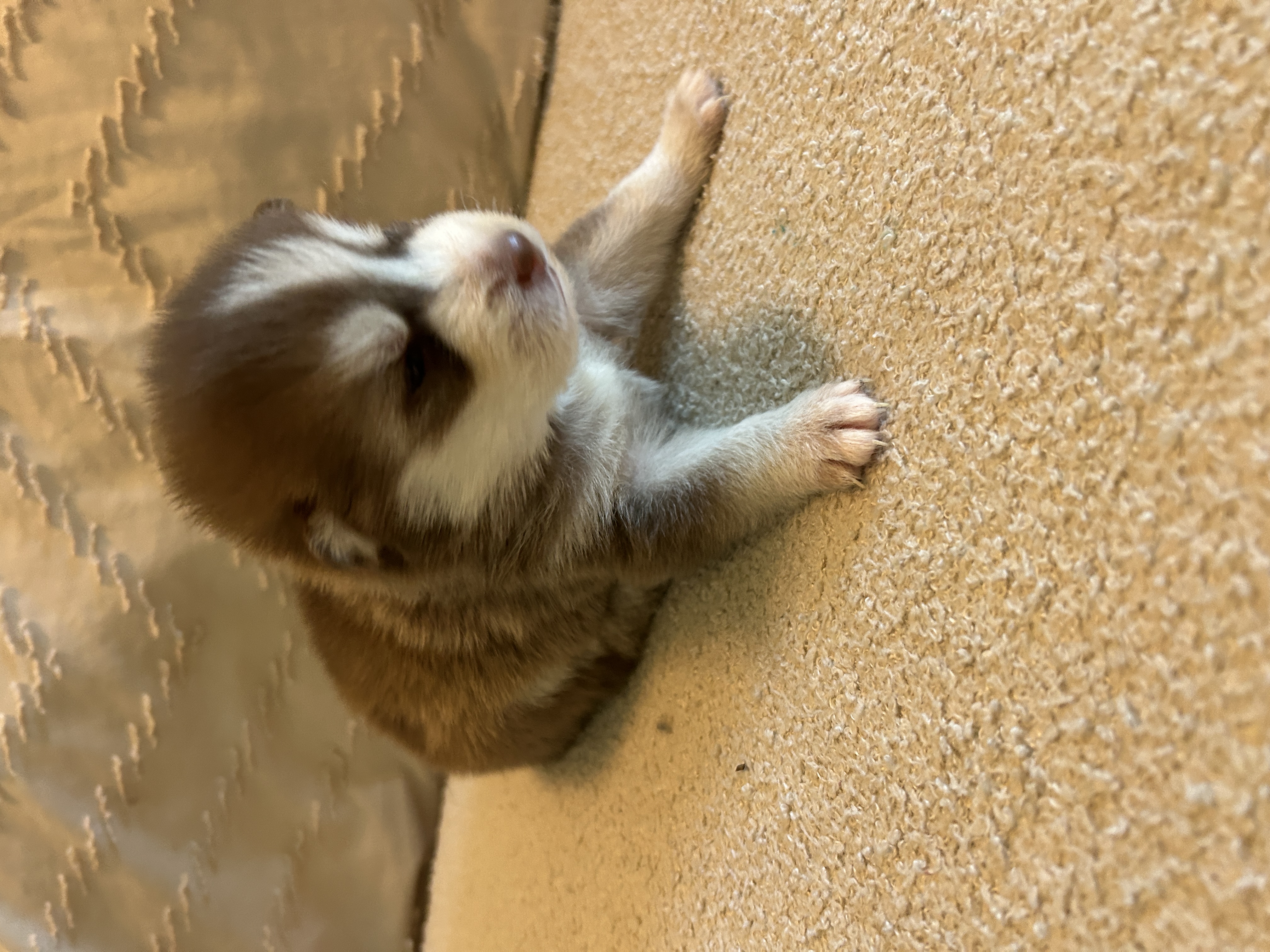 Pax portrait with his striking symmetrical face markings