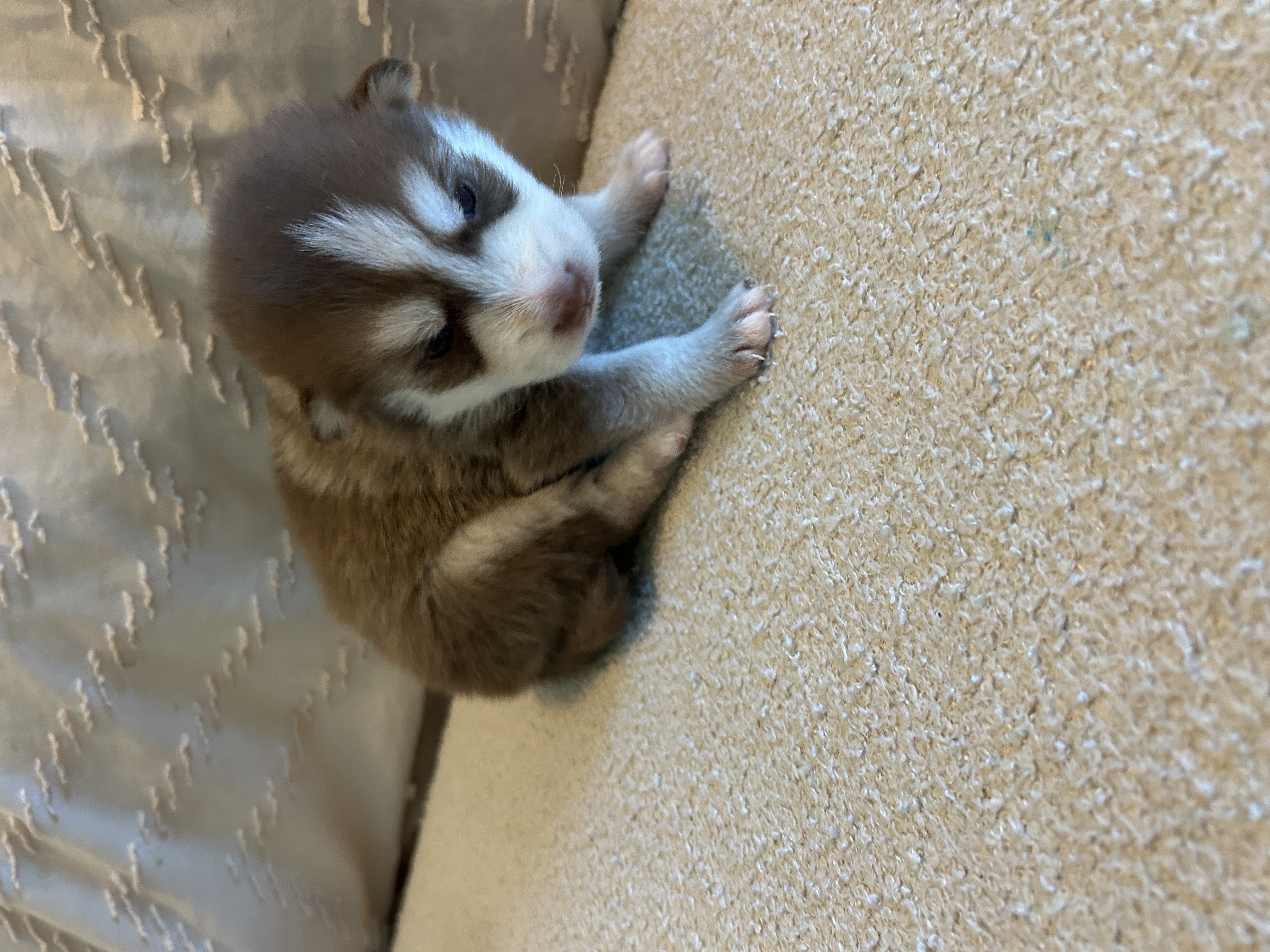 Pax playing with a toy during socialization